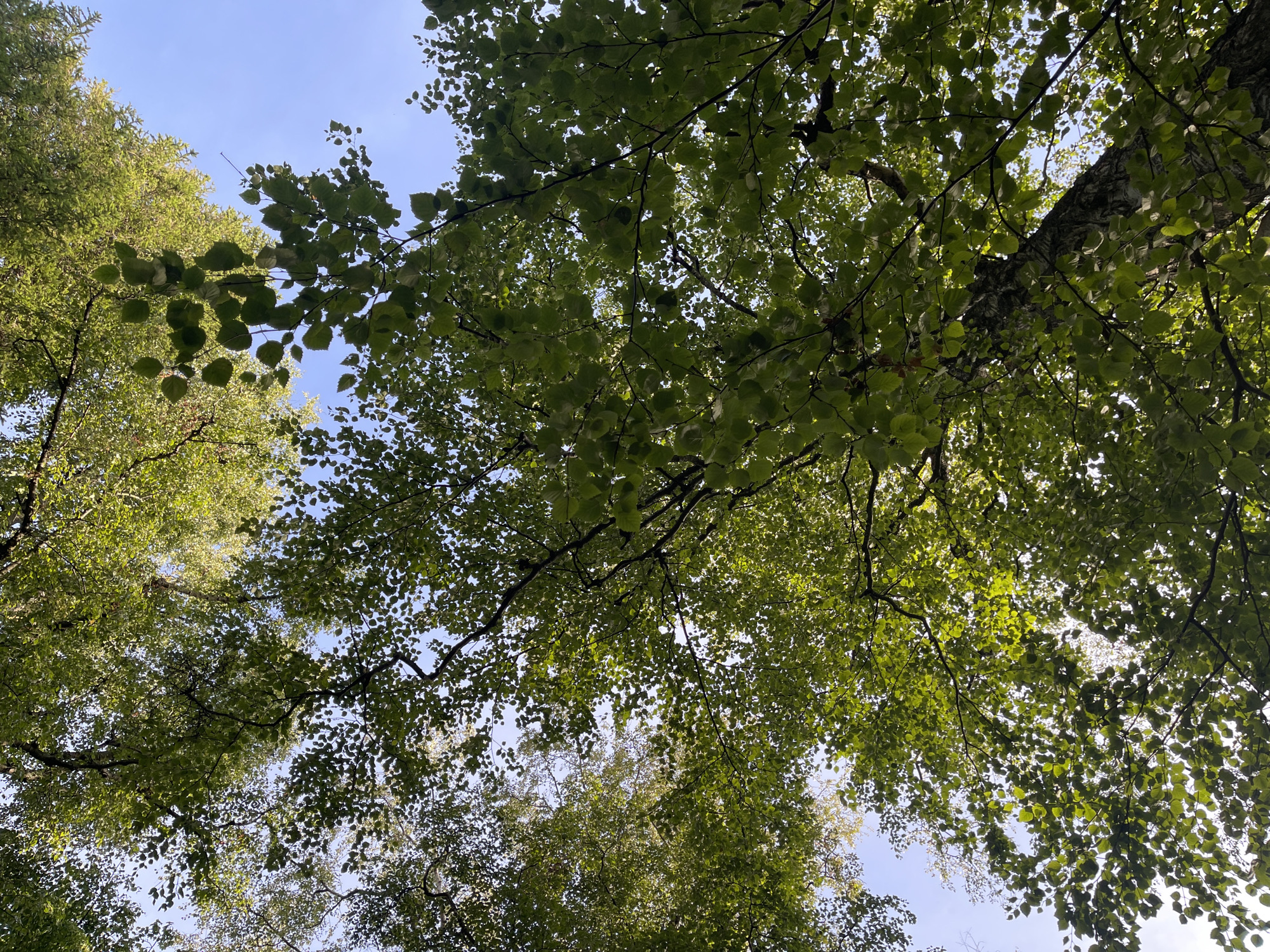 An upward shot of a forest canopy with bright green leaves against a clear blue sky. The branches of the trees are visible, with some leaves catching the sunlight, creating a dappled effect. The image appears to have been taken in a park or forest area, possibly in Svetlogorsk, Russia, given the context. There are no people or animals visible in the frame.