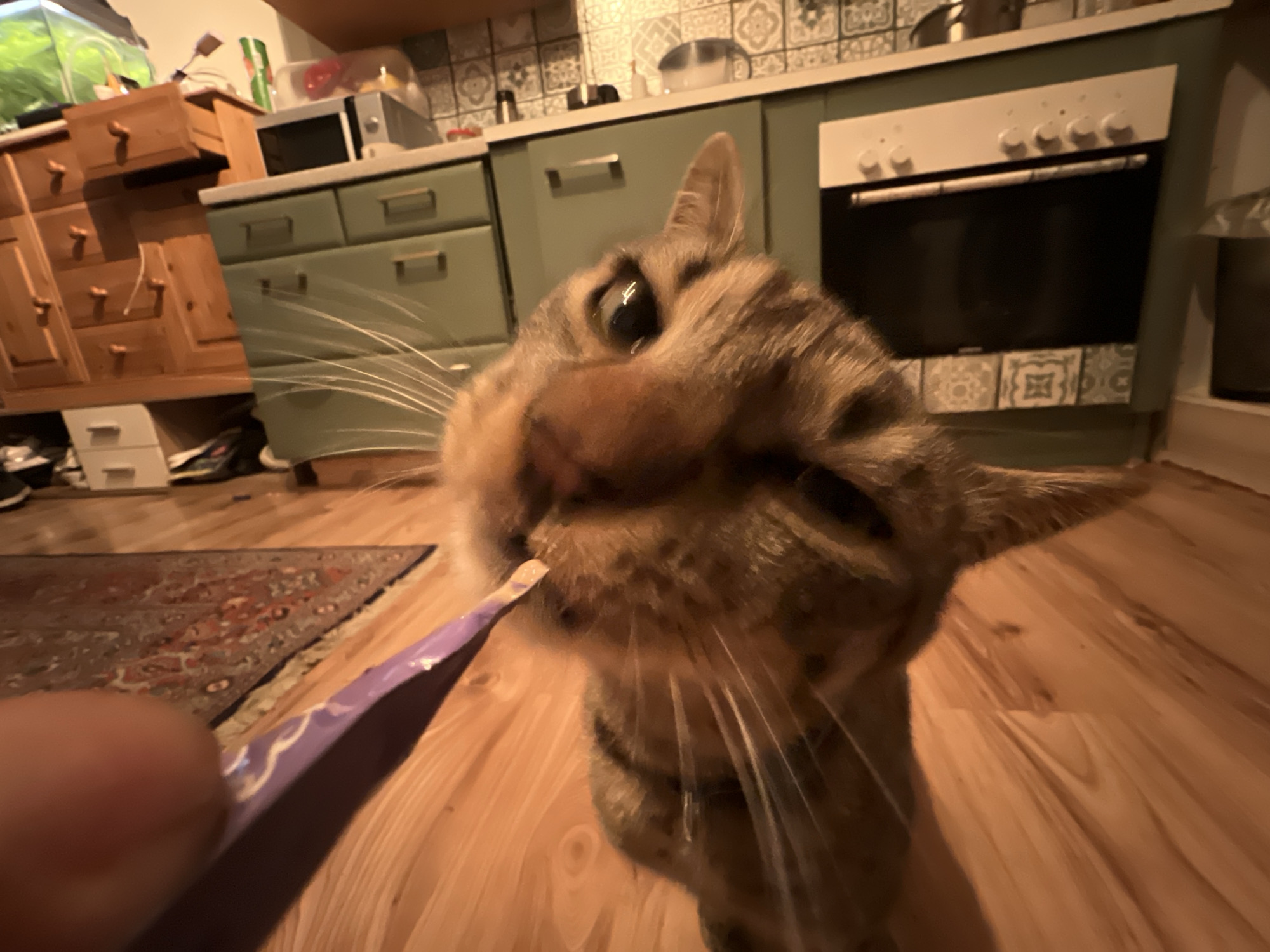 The image depicts a close-up, low-angle view of a tabby cat's face as it eats from a purple packet held by an out-of-focus hand. The cat's whiskers are prominent, and its eyes are wide. The background consists of a kitchen environment with wooden flooring. Visible elements include green cabinets, a white oven with knobs, a patterned backsplash, and a wooden dresser with drawers to the left. A portion of a patterned rug is visible on the floor. The overall lighting suggests an indoor setting. There is no indication of the city of Mödling, Austria, or any specific urban location.