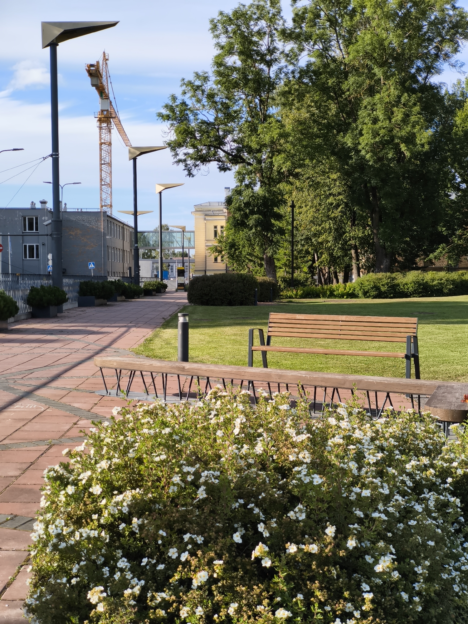The image depicts a sunny outdoor scene in Tallinn, Estonia, likely during daytime. In the foreground, a lush bush with abundant small white flowers occupies the lower portion of the frame. Behind the bush, a modern wooden bench with a metal frame is visible, situated on a lawn. Further back, a brick pathway runs diagonally from the lower left to the middle of the image, lined with planters containing small green bushes. The pathway leads towards a street scene with several modern lampposts with triangular shades, a tall yellow construction crane, and various buildings, including a multi-story gray building and a lighter colored building with arched windows. Trees with dense green foliage are present on the right side of the image. The sky is blue with scattered clouds. There are no people visible in the image.