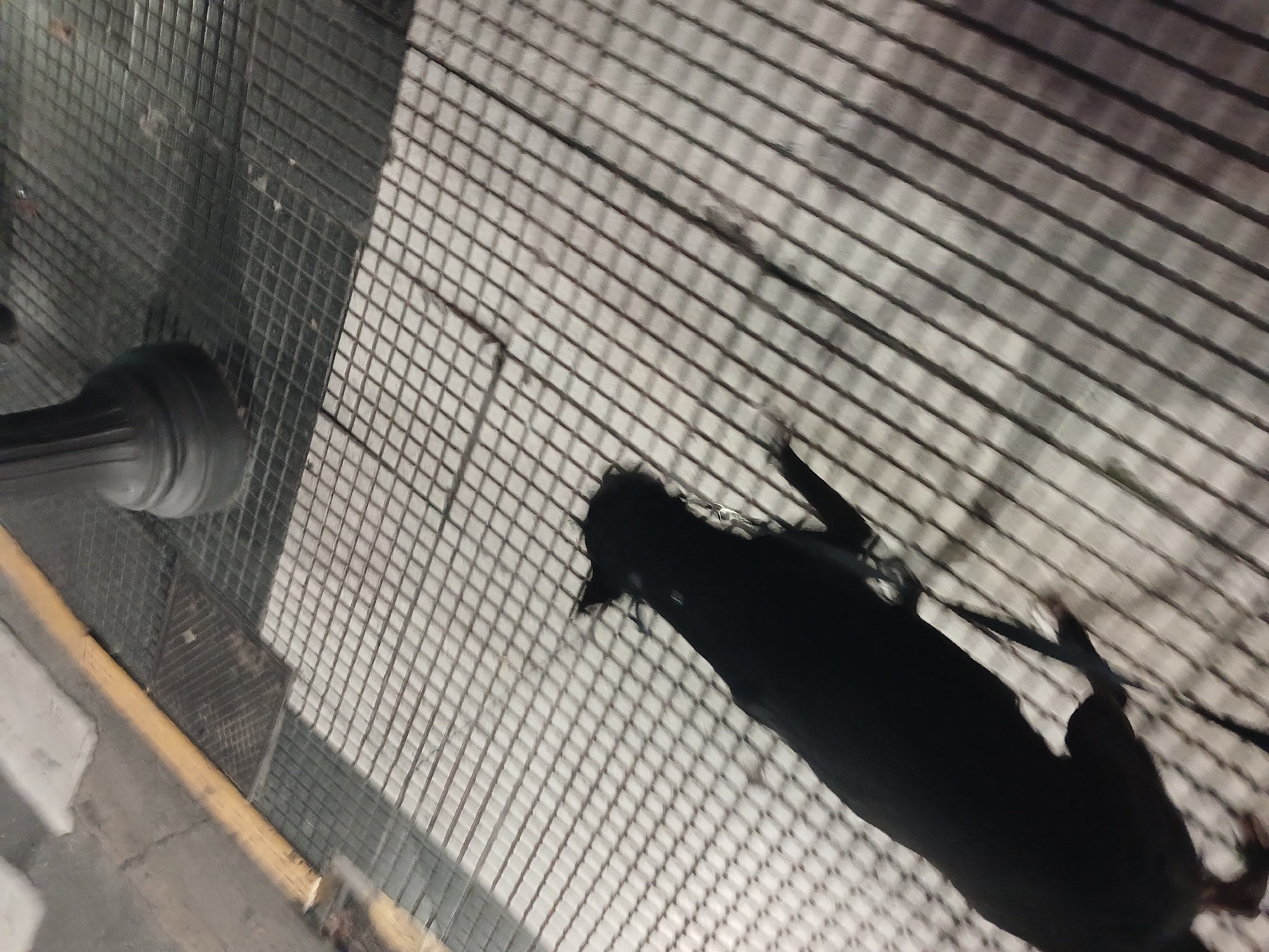 The image, captured from a high-angle, downward perspective with a tilted orientation, depicts an outdoor urban setting in Buenos Aires, Argentina.
The scene focuses on ground surfaces and shadows cast upon them. On the left side, a dark, cylindrical object, likely the base of a lamppost or a bollard, stands vertically. Adjacent to it, a darker, square metal grate is embedded in what appears to be a concrete or paved surface. This paved area includes a light-colored section and a thin, horizontal yellow or brown line, possibly indicating a curb or pathway edge.
The larger central and right portion of the ground features a distinctive light-colored surface with a repetitive grid-like or striped pattern, resembling a large metal grate or textured paving.
Prominently featured are two dark, elongated shadows stretching across this patterned surface. One shadow clearly depicts a human figure, with recognizable shapes for legs, torso, and possibly a head, suggesting a person walking. Overlapping or alongside the person's shadow, another smaller, distinct shadow resembles that of a dog, with discernible ears and snout.
The sharp, well-defined nature of the shadows indicates the presence of strong overhead lighting, suggesting it is daytime, possibly morning or late afternoon, with clear weather. No visible text is present in the image.