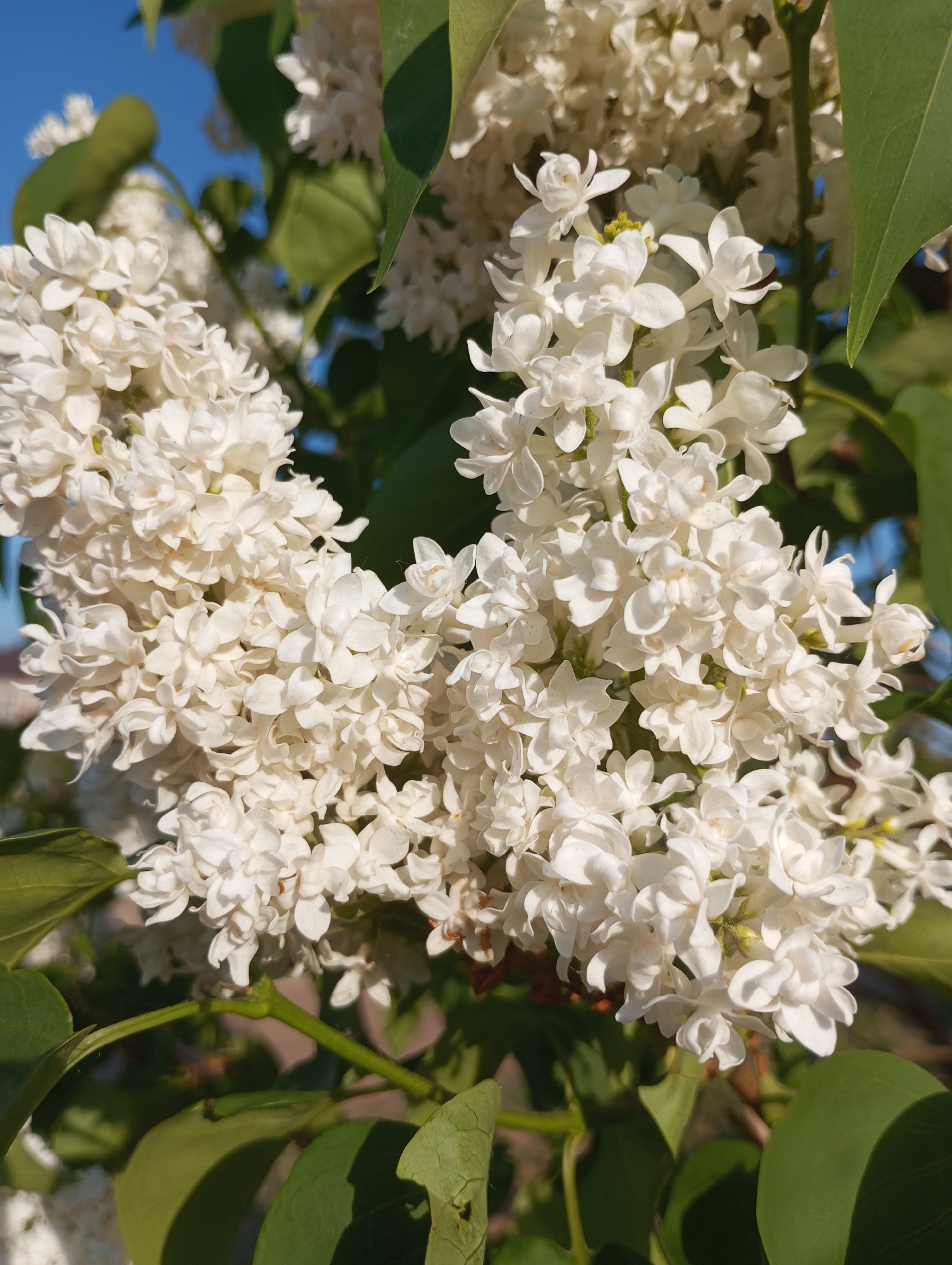 A close-up captures clusters of white lilac blossoms in full bloom. The blossoms are densely packed, their delicate petals catching the sunlight. The plant's green leaves provide a backdrop, with a hint of blue sky visible in the upper left corner. The location is Буренка, Russia.
