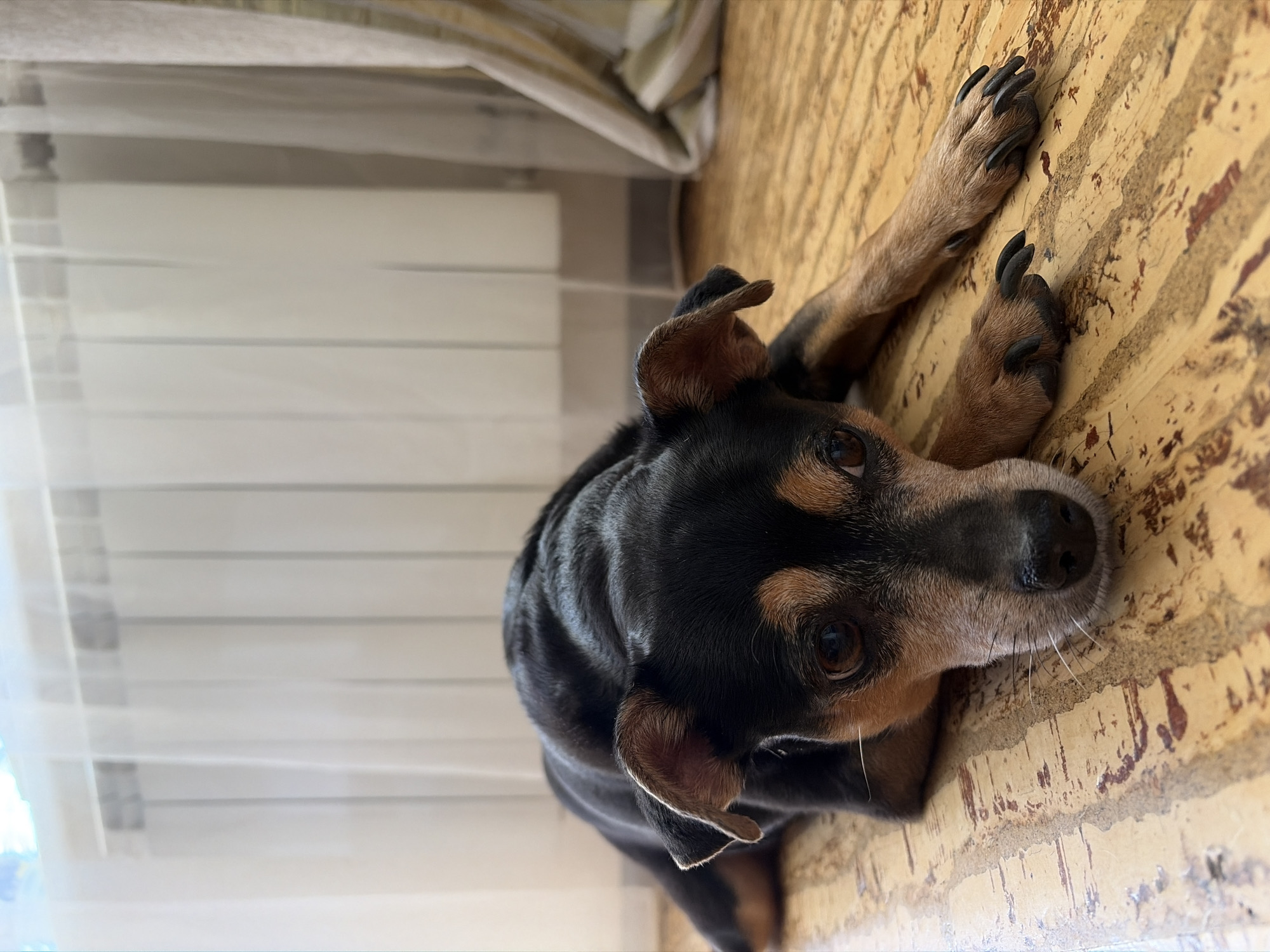 The image shows a black and tan Miniature Pinscher dog lying on a wooden floor indoors. The dog is facing the camera with its head resting on its paws, and its eyes are looking towards the viewer. In the background, a radiator is visible behind sheer white curtains, and to the right, a curtain hangs. The lighting suggests it is daytime. There is no specific indication of the location within Chelyabinsk, Russia.