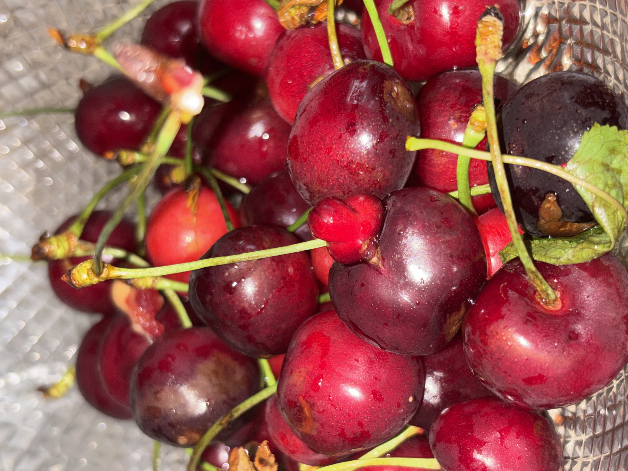 The image captures a vibrant, close-up still life of numerous fresh cherries in Vagharshapat, Armenia. The cherries fill most of the frame, showcasing a variety of hues from bright, ruby red to deeper, almost purplish-black, indicative of different ripeness levels. Many of the cherries have small, sparkling water droplets on their smooth, glossy skins, suggesting they have been recently washed.
Green stems are visible, some delicate and others slightly thicker and woody, connecting the individual fruits and creating a natural, organic arrangement. A notable detail is a conjoined cherry in the central foreground, forming a distinctive, slightly heart-shaped structure.
The cherries are contained within what appears to be a clear glass or plastic bowl with a textured, possibly fluted or ridged inner surface. This background element is out of focus, creating a blurry bokeh effect with numerous bright points of reflected light, which suggests the photograph was taken indoors under artificial illumination. There is no discernible activity or event taking place, and no visible text in the media file.
