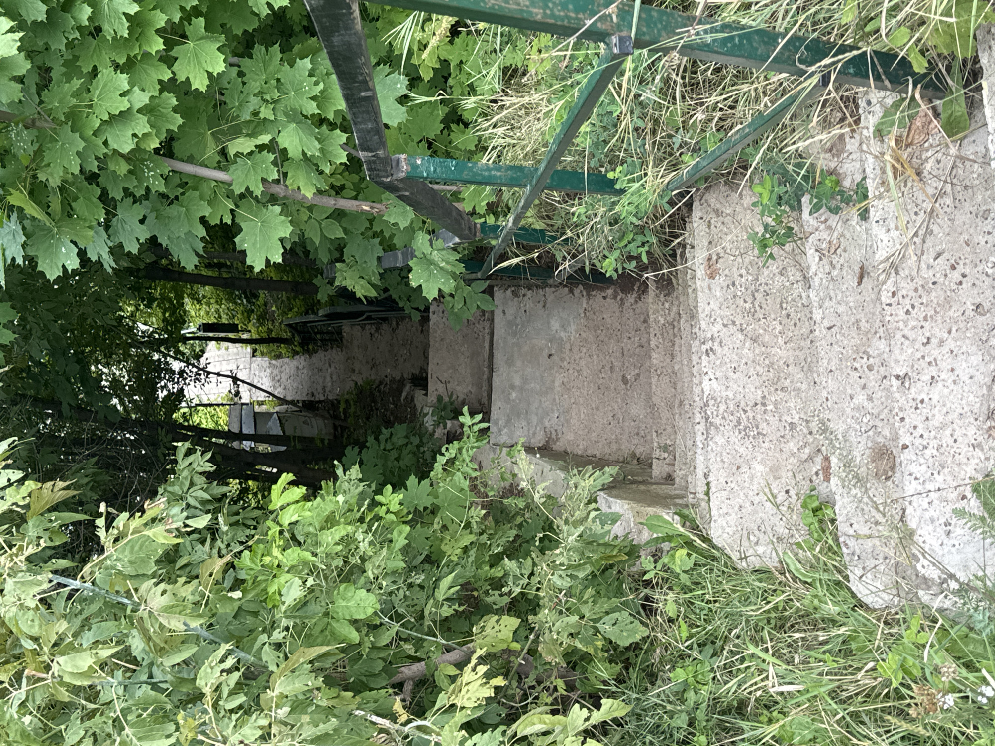 An outdoor, medium-shot, eye-level, vertical-format, natural light image depicts a worn concrete staircase descending amidst lush green foliage and trees. The staircase appears aged, with some visible cracks and an uneven surface. A dark green metal railing with vertical supports runs along the right side of the stairs, showing signs of rust and wear. Overgrown grass and weeds sprout along the edges of the staircase and through cracks in the concrete, indicating a lack of regular maintenance. The surrounding vegetation is dense and varied, with large, serrated leaves of deciduous trees dominating the scene, particularly on the left and right sides, framing the descent. The overall impression is one of a natural, somewhat neglected pathway leading downwards into a shaded, wooded area. The scene is consistent with a location in Ufa, Russia, possibly a park or a natural reserve where pathways are integrated into the landscape.