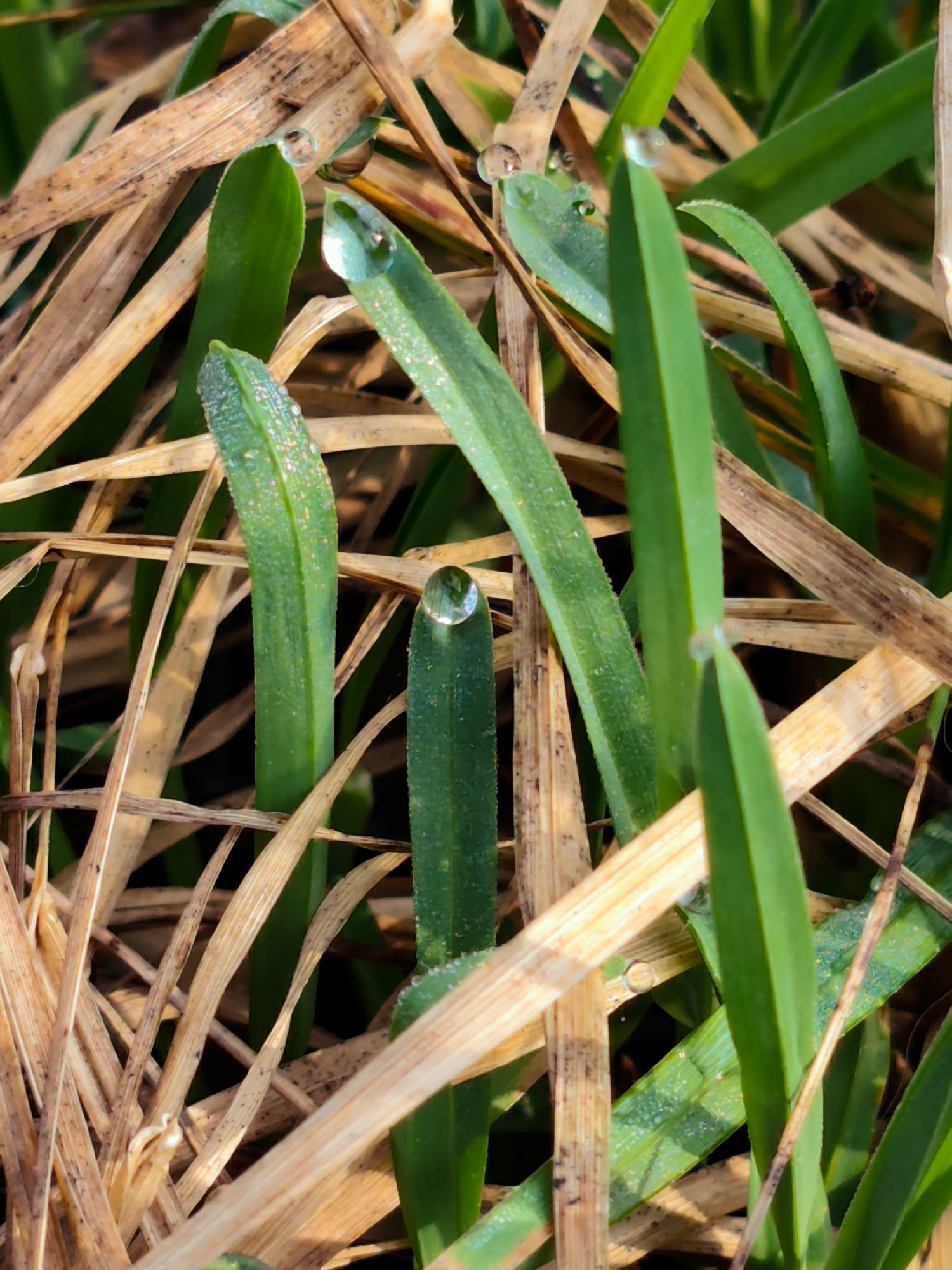 The image is a close-up, vertical photograph depicting a dense patch of grass. The primary subjects are a mix of vibrant green grass blades and numerous dried, golden-brown grass blades, creating a natural, interwoven texture. Prominently featured are sparkling, spherical water droplets, or dew, clinging to the surface of the green grass blades. Some droplets are large and distinct, while others are tiny beads covering the entire surface of the blade, reflecting the surrounding light.
No human figures, animals, or man-made objects are visible in the frame. The scene captures a moment of natural tranquility. The presence of dew strongly suggests the time of day is early morning, when moisture has condensed on vegetation. The weather appears calm and clear, allowing the dew to form and remain. The light source, likely the rising sun, illuminates the droplets, making them glisten. The composition focuses tightly on the interplay between the living green and dormant brown grass, highlighting the delicate water drops. There is no visible text in the image. The location context for this scene is Kratovo, Russia.