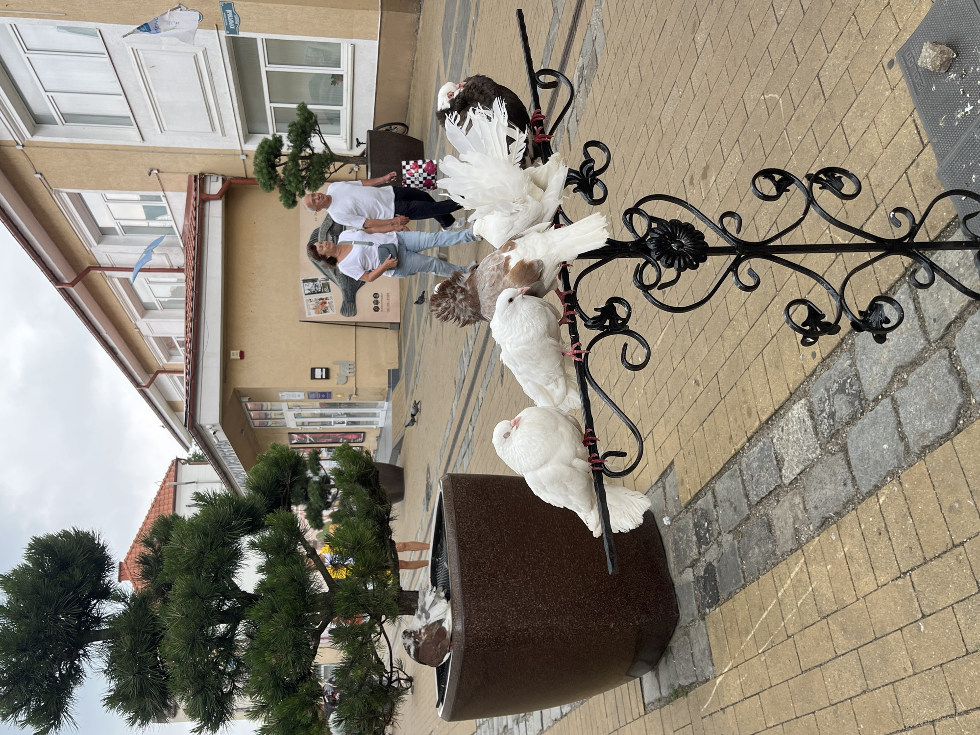 In Zelenogradsk, Russia, on a cloudy day, a group of pigeons, some white with pink feet and others brown and white, perch on a decorative black metal stand in front of a large brown planter. One pigeon sits inside the planter, nestled amongst the branches of a small evergreen tree. Further in the background, two people, a woman in a white shirt and jeans and a man in a white t-shirt and dark pants, walk along a paved street lined with buildings. The buildings are light yellow with white trim and have windows and awnings. The street is paved with yellow and gray cobblestones.