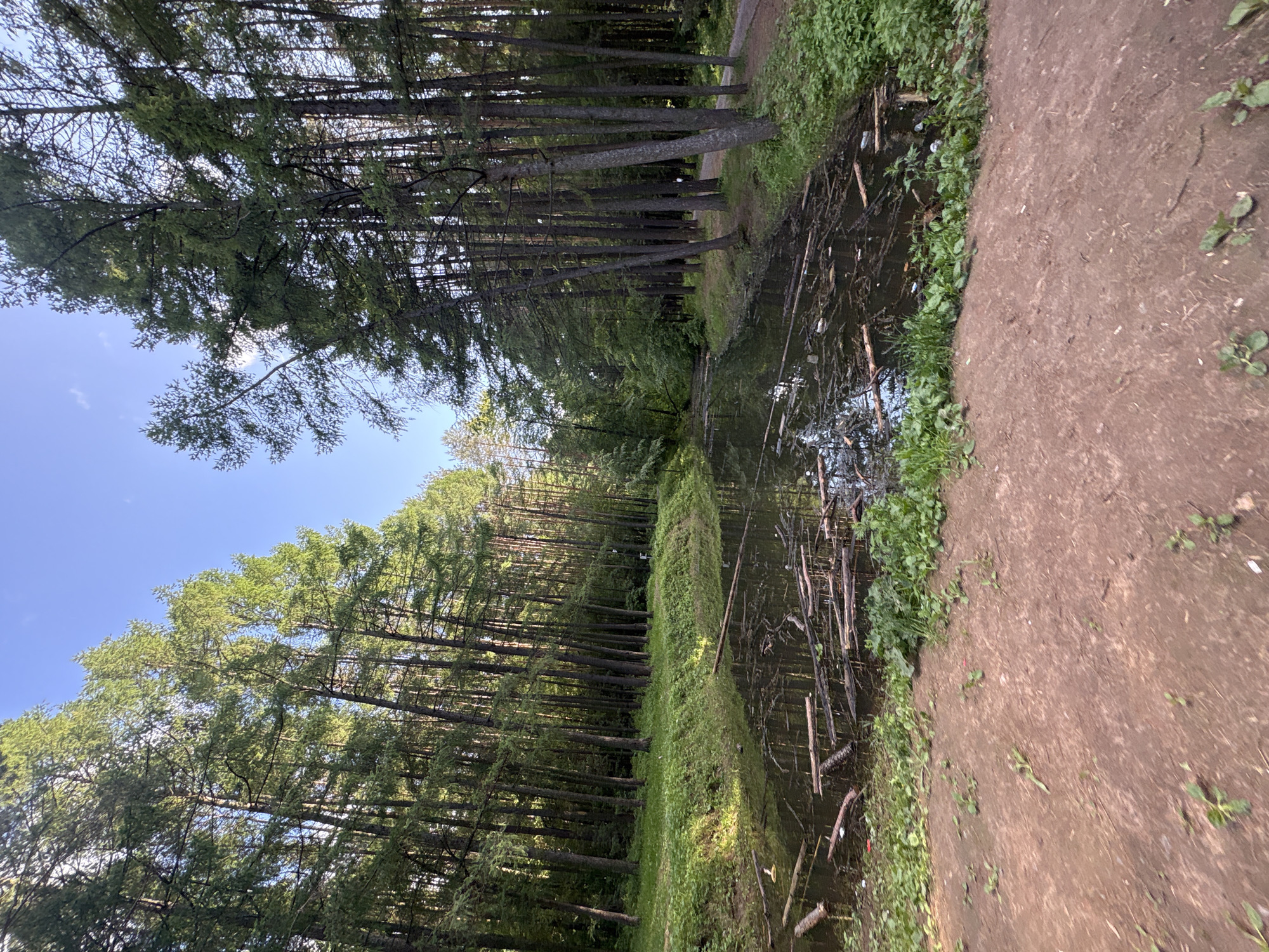This image captures a tranquil, natural outdoor scene, likely a park or forest in Izhevsk, Russia, under a clear blue sky. The photograph, taken on a bright, sunny day, depicts a narrow body of water, resembling a canal or stream, running through the center of the frame, extending from the foreground into the distance.
Both sides of the water channel are lined with dense rows of tall, slender trees, which appear to be conifers or similar evergreen species, characterized by their straight trunks and lush green foliage. Sunlight filters through their branches, creating a dappled effect. The blue sky, with a few faint white clouds, is visible overhead and through gaps in the tree canopy, especially towards the upper left.
A distinct dirt or gravel path runs along the right bank of the water body, bordered by green ground cover and various plants. The water itself appears dark and contains a noticeable amount of debris, including numerous fallen branches, sticks, and several visible plastic bottles and other litter, indicating a potential issue with pollution. Further dense vegetation, including shrubs and grasses, lines the banks of the water and extends into the forested areas surrounding the path and waterway.
No people or animals are visible, suggesting a quiet moment in nature. The scene evokes a sense of peaceful natural beauty, contrasted with the visible signs of human impact on the water. There is no visible text in the image.