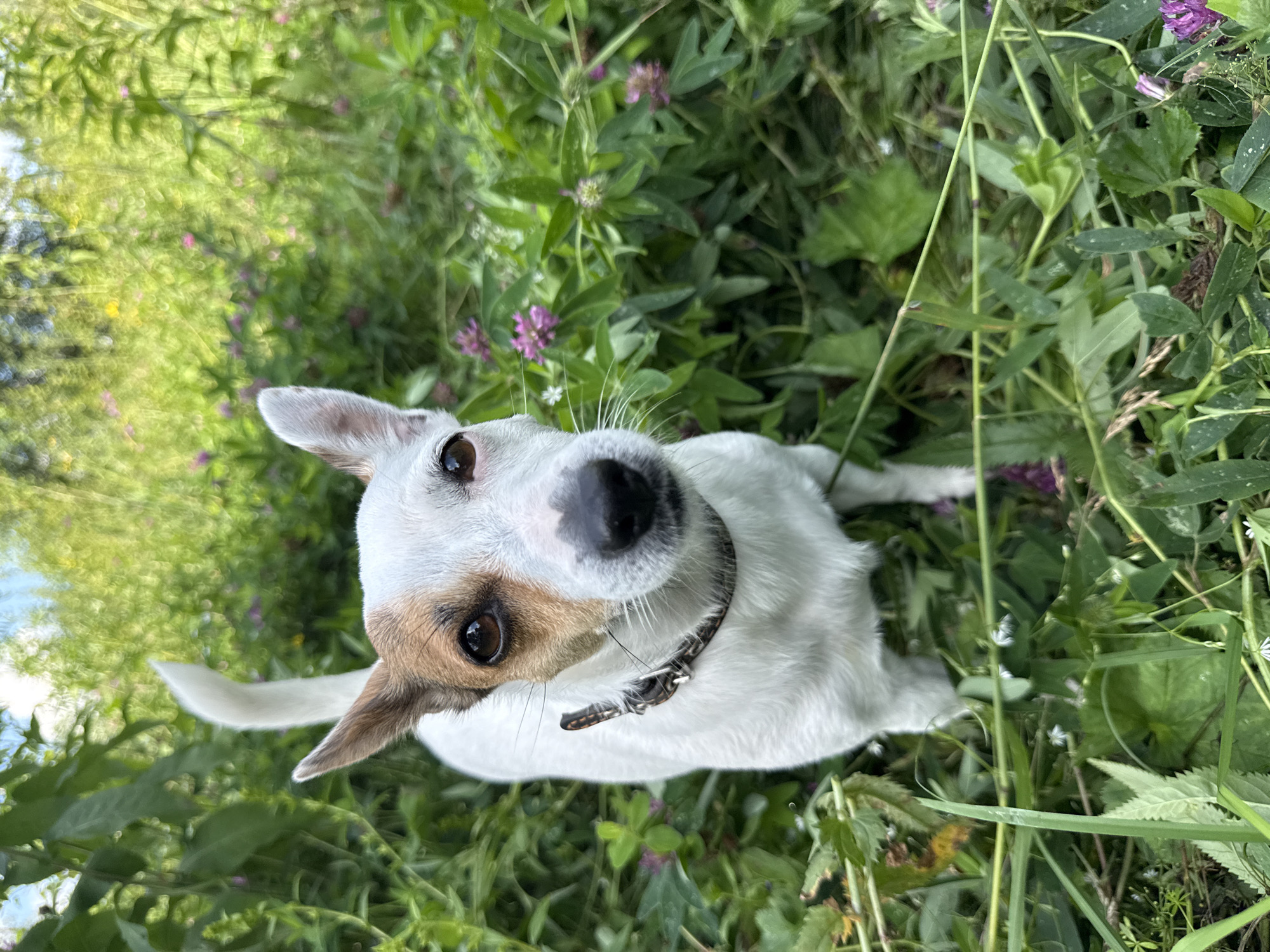 A white Jack Russell Terrier with brown markings on its face and ears stands in dense, green vegetation and wildflowers. The dog is wearing a dark collar with metal accents. The background is filled with out-of-focus greenery and small pink flowers, suggesting an outdoor, natural setting. The image appears to be taken at eye level with the dog. The location is not specified within the image itself, but the prompt specifies "Липовая I, Russia".