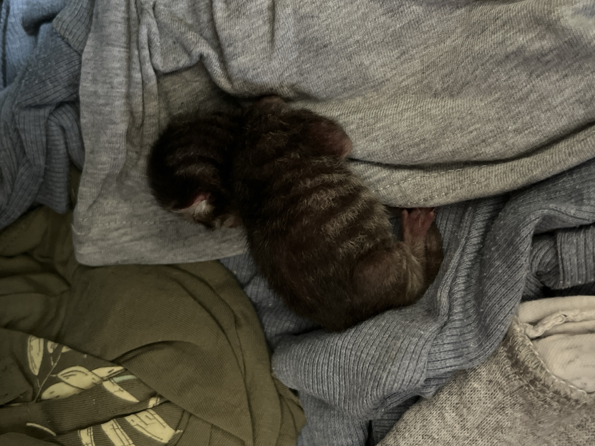 Within a domestic indoor setting in the city of Oktyabrsky, Russia, a single, very young feline kitten is depicted curled on its side amidst a pile of soft fabrics. The kitten, positioned in a fetal-like curl, exhibits dark brown fur with discernible lighter brown tabby stripes across its back and sides. Portions of pink skin are visible on its head and tiny paws. The animal rests upon and is partially surrounded by crumpled fabrics: an olive green material with a light-colored botanical pattern is present in the upper left, while the majority of the surrounding material consists of various shades of light to medium grey fabric, some displaying a ribbed texture. The scene suggests a quiescent state for the kitten within a warm, cushioned environment. No other living subjects or active interactions are visible.
