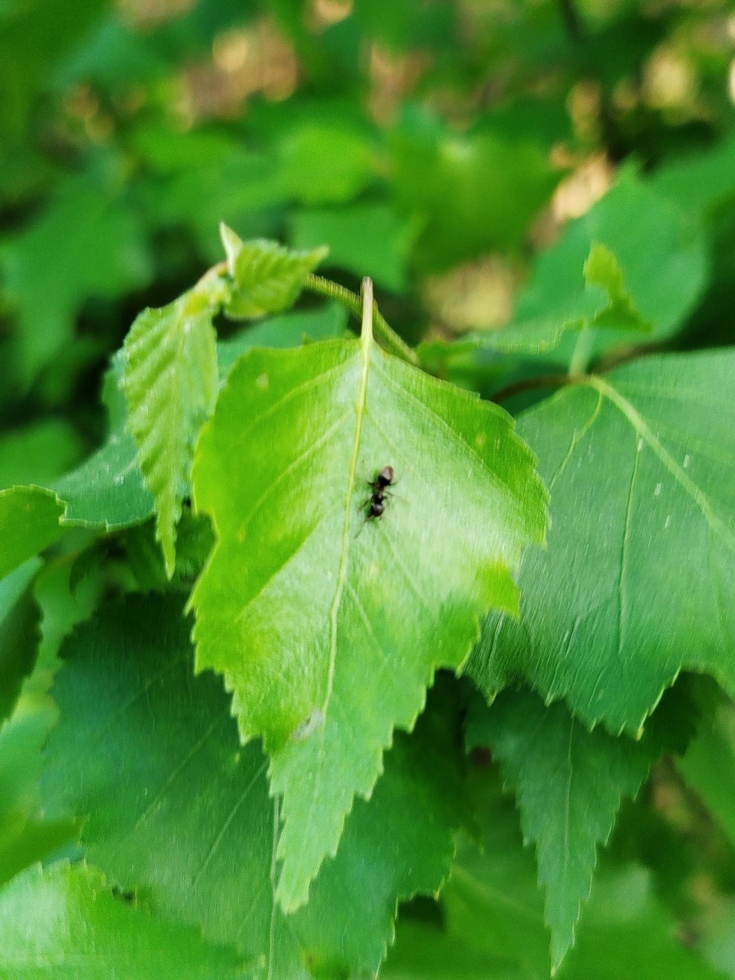 The image shows several green leaves, likely from a tree, with one leaf in focus. On that leaf, there is a black ant. The location is Заречье, Russia.