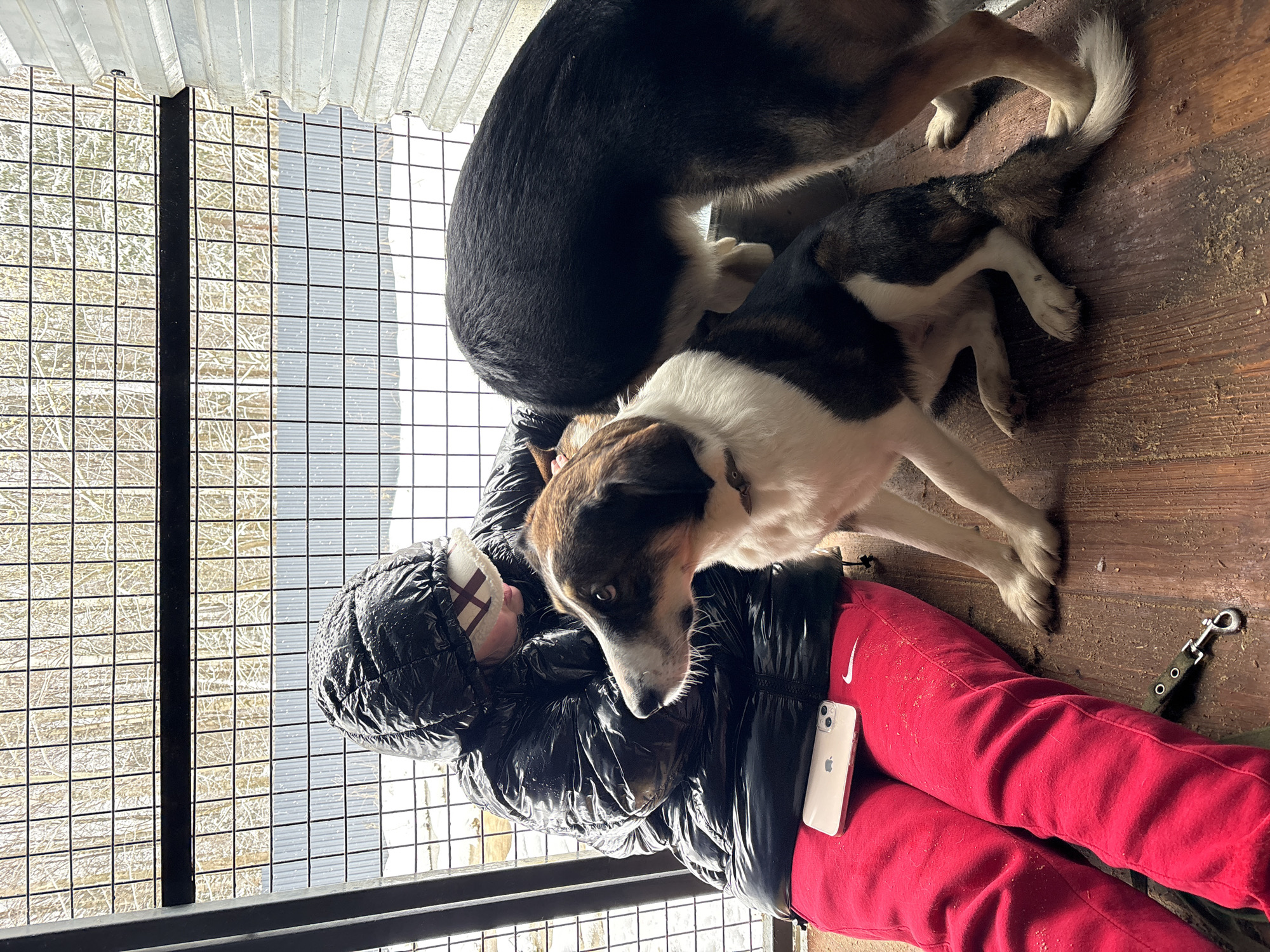 A person in a black puffer jacket and red sweatpants lies on a wooden floor with two dogs in Perm, Russia. One dog is mostly black, and the other is white and brown. A white phone is on the person's red sweatpants. A dog leash is also visible on the floor. A metal grate is in the background. Outside the grate, bare trees are visible. A translucent roof can be seen above the grate.
