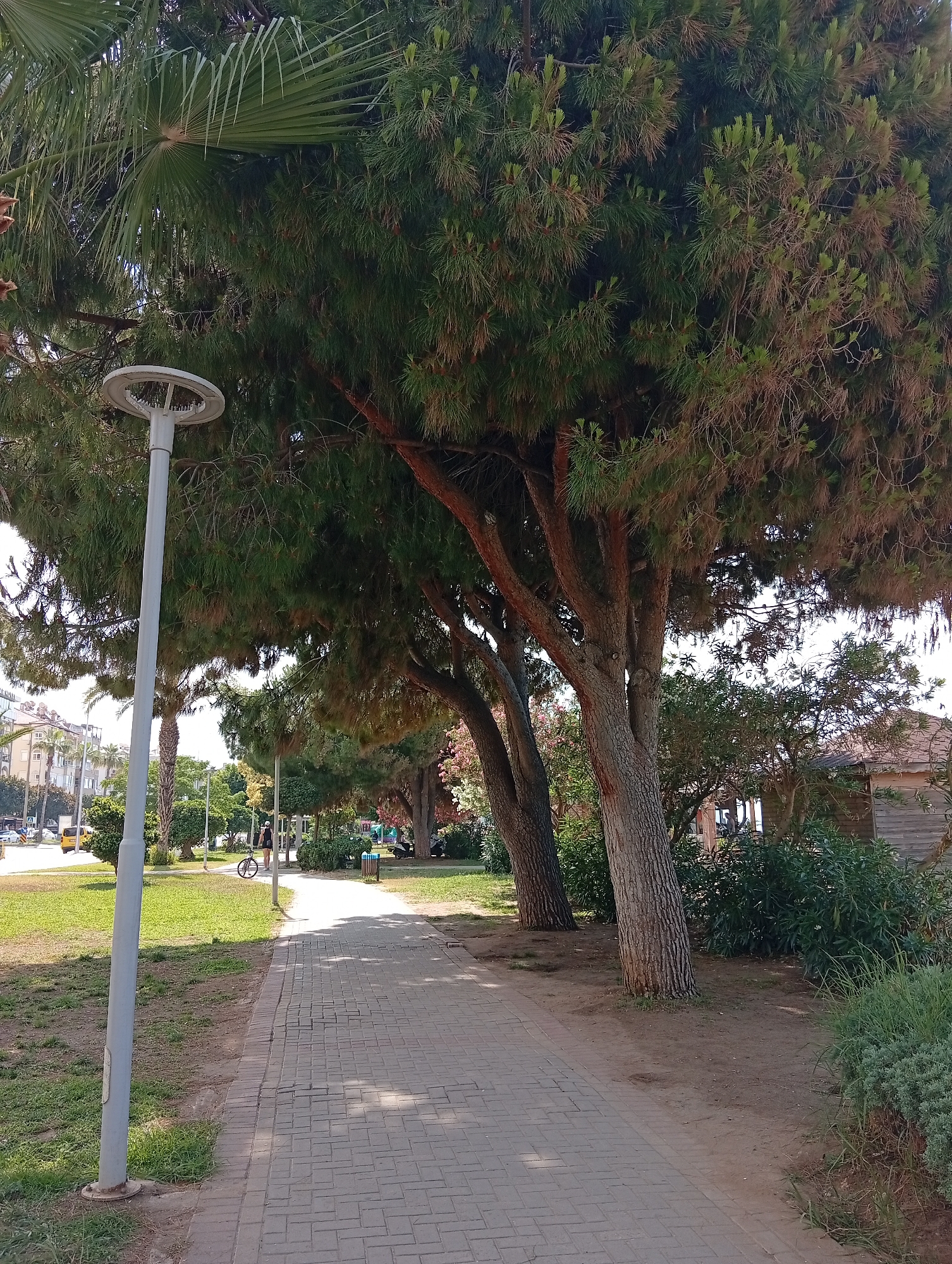 The image depicts a paved walkway curving through a park-like setting with mature trees and green spaces. In the foreground, a grey lamppost stands on the left side of the walkway. A person on a bicycle is visible further down the path. To the right of the walkway, there is a small wooden structure and dense green foliage. In the background, buildings and a road with some vehicles can be seen. The scene is illuminated by sunlight, casting shadows on the ground.