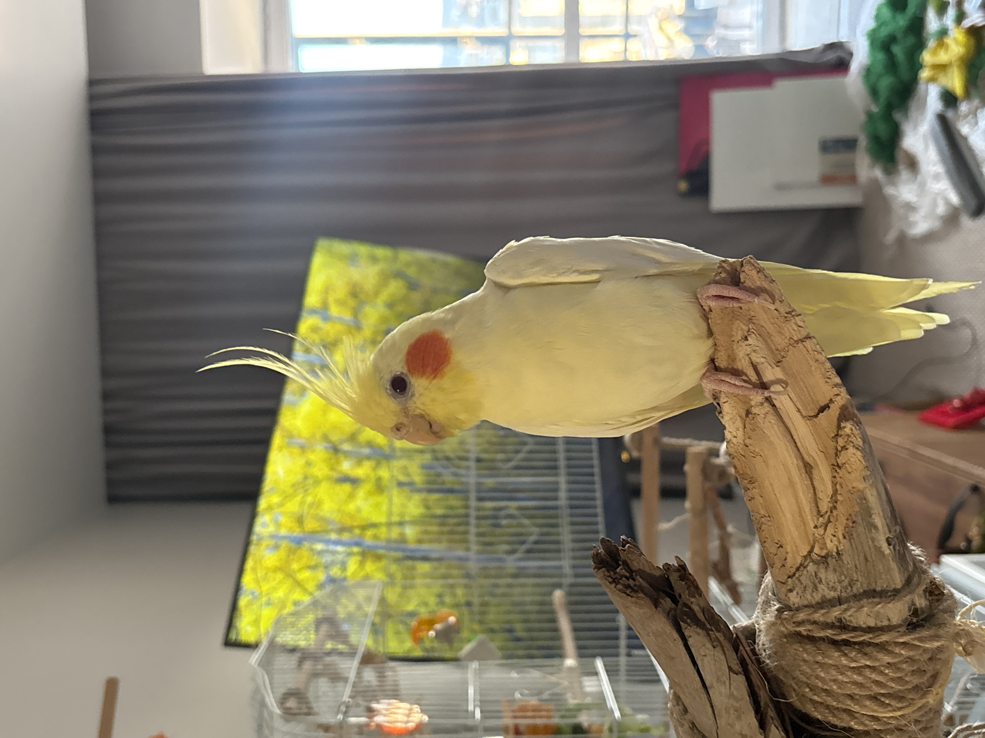 A cockatiel perches on a wooden stand wrapped in rope, its yellow plumage highlighted by the natural light filtering in from a window behind it. The bird's head is tilted downwards, its orange cheek patch visible. The stand sits near a birdcage containing toys. The background includes a window, a dark wall, and miscellaneous objects on a table. The location in the city of Krasnoyarsk, Russia is unknown.