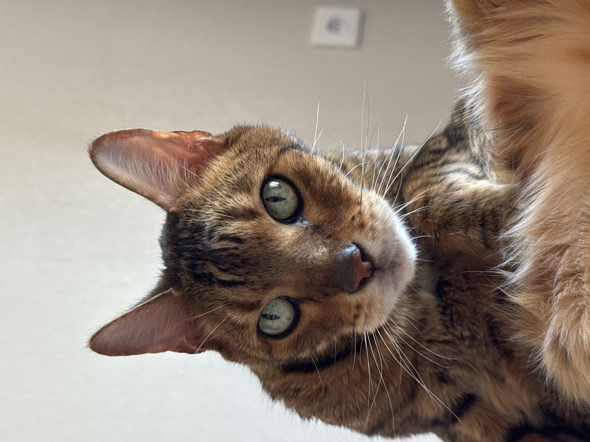A close-up, low-angle shot of a Bengal cat's face. The cat has light green eyes and a patterned coat of brown and black. Its head is tilted to the side, with its ears perked up. The background is a plain, light-colored wall with a square electrical outlet. The cat is the primary subject of the image, filling most of the frame. Some of its tan fur is present in the shot.