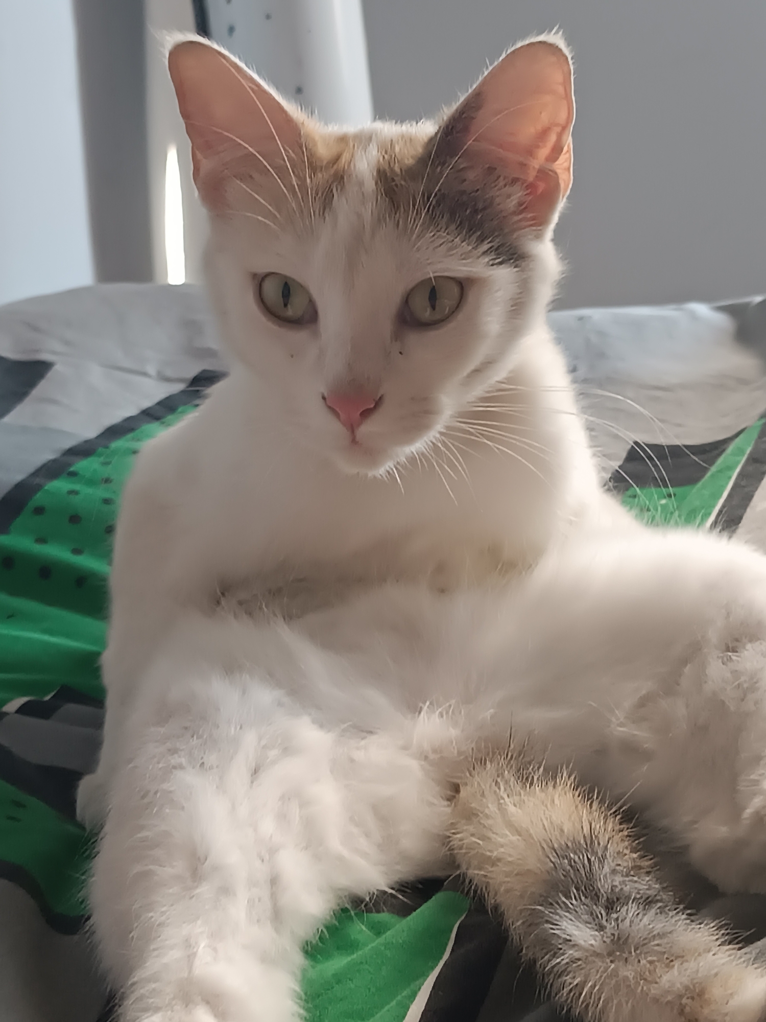 A white cat with amber eyes and a pink nose is sitting upright on a bed. The cat has patches of brown and gray fur on its head and tail. The bed has a green, gray, and black geometric pattern. The location in the city of Viadana, Italy is not discernible from the image.