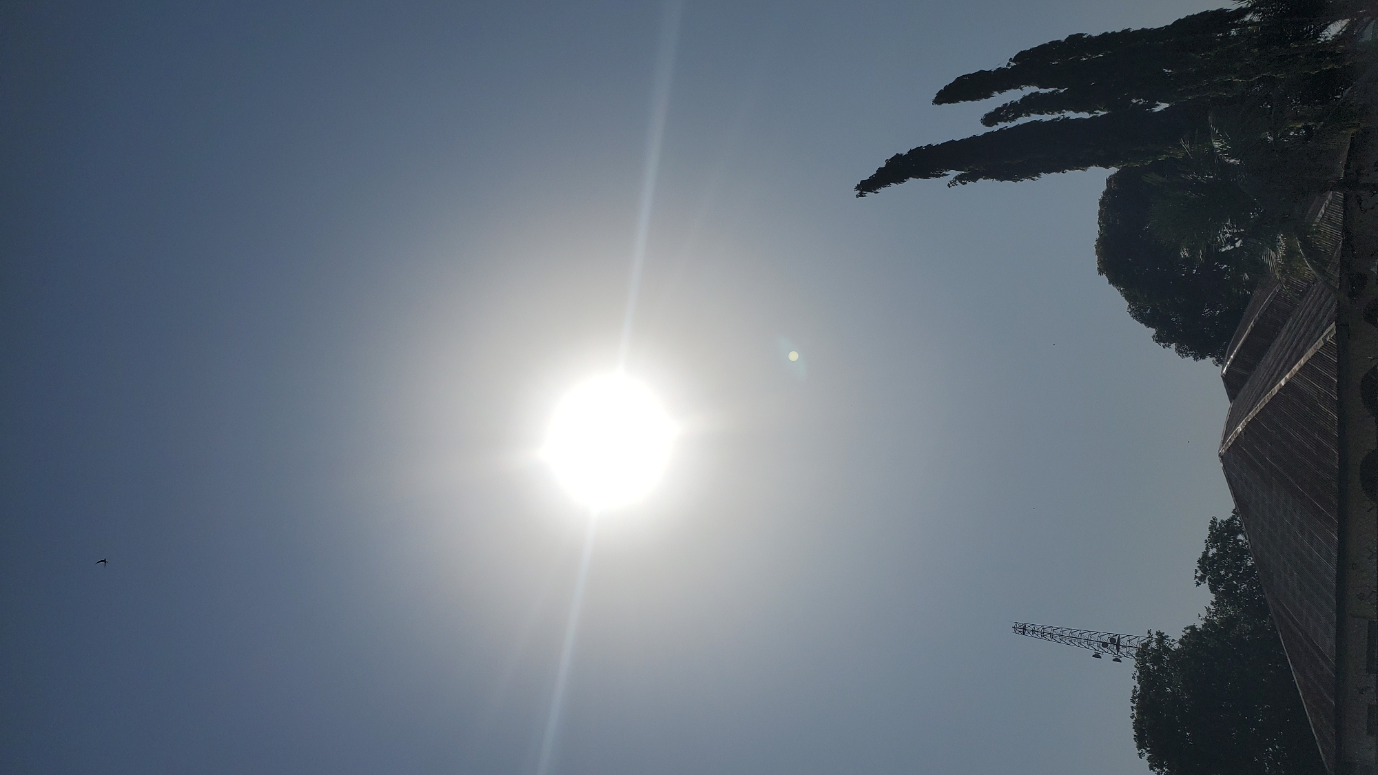 The image is a vertical, wide-angle shot of a bright, sunlit sky above the city of Jalingo, Nigeria. The sun is the dominant feature, appearing as a large, blown-out white disc with prominent lens flare radiating outwards. A tiny, dark silhouette of a bird is visible in the upper left quadrant of the sky. In the lower portion of the image, the corrugated tin roofs of several buildings are visible, with trees of varying heights and density flanking them. To the left, a tall communication tower with multiple antennas is situated behind a dense cluster of dark green trees. To the right, several tall, slender, dark green trees, possibly cypress or similar species, rise towards the sky, partially obscuring a wider, darker green tree behind them. The overall impression is of a clear, sunny day in an urban environment with a mix of man-made structures and natural foliage.