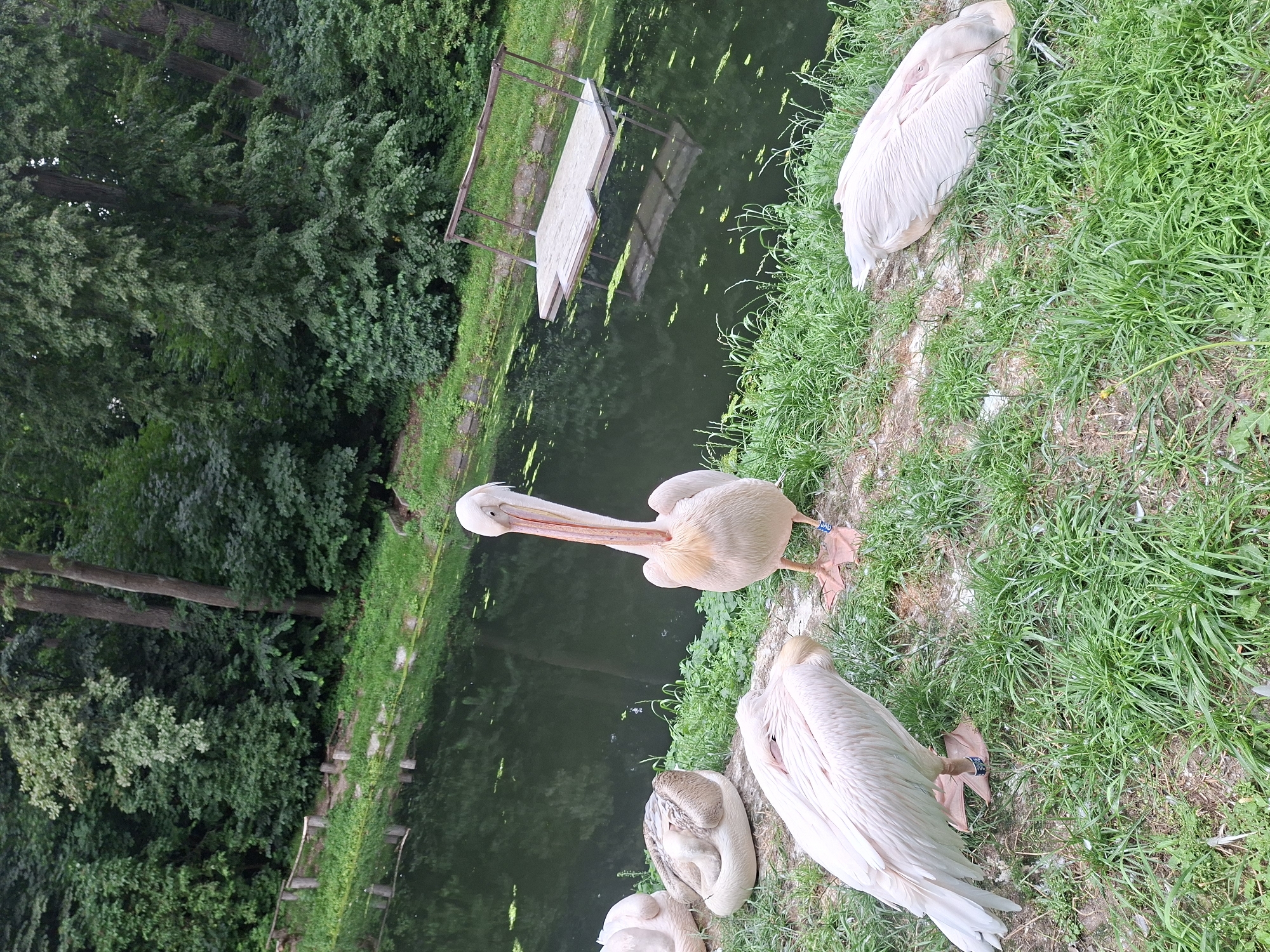 The image depicts a group of pelicans by a pond surrounded by lush green trees. One pelican stands upright in the foreground, facing slightly to the left, with its long beak held upwards. Three other pelicans are resting on the grassy bank. Two are lying down, their heads tucked into their bodies, while one is sitting with its head tucked. In the background, a calm body of water reflects the surrounding greenery, and a small wooden dock or platform floats near the edge of the pond. The overall scene is one of tranquility in a natural setting. The image was taken in Kaunas, Lithuania.