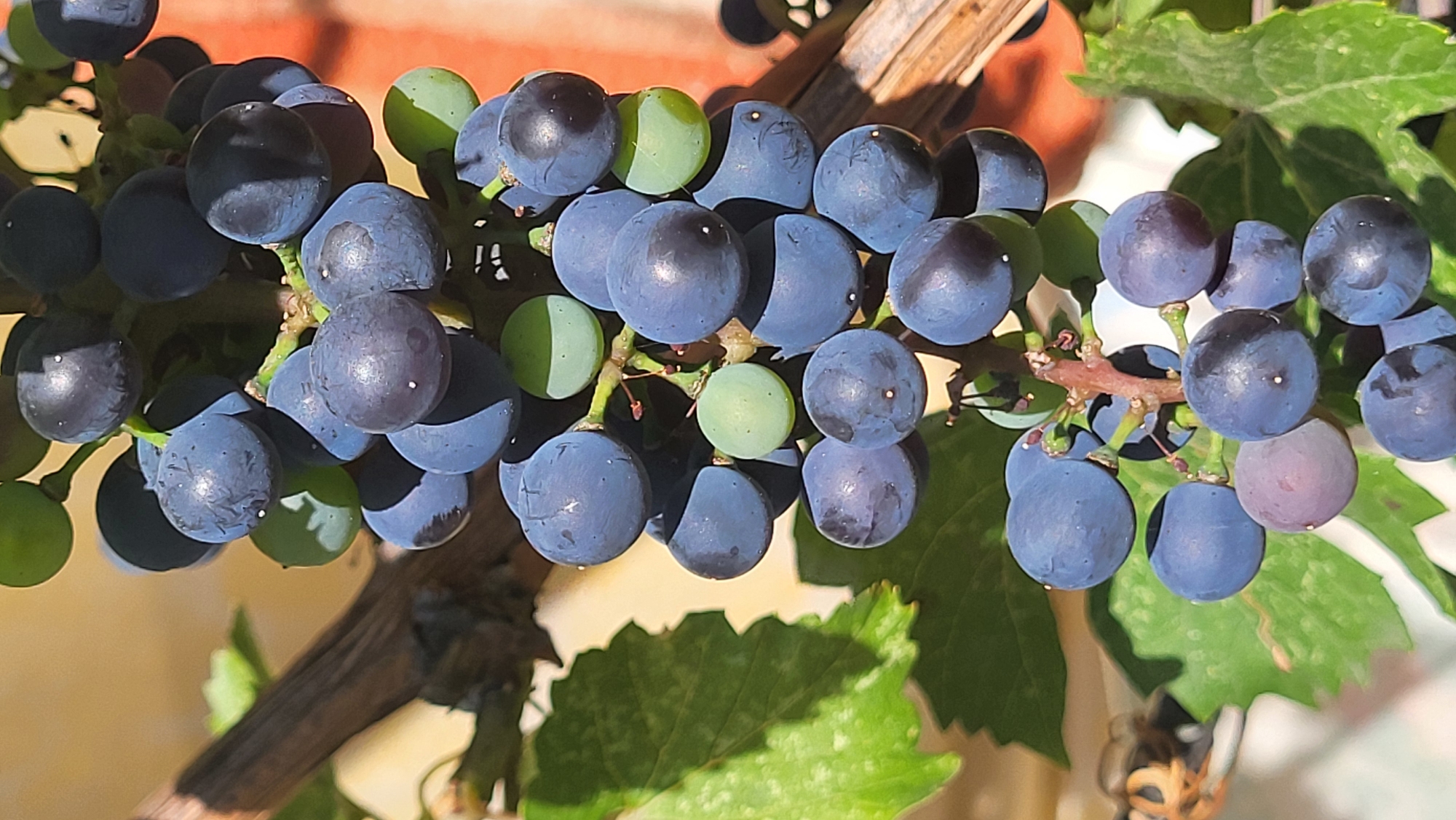 A close-up vertical shot shows a bunch of dark blue grapes on a vine. Some of the grapes are still green. The background is blurred and out of focus, with hints of foliage and a warm, earthy tone, possibly a wall or building. The lighting suggests a sunny day. The scene is natural and appears to be outdoors, likely in a garden or vineyard setting. There are no people or animals visible in the image.