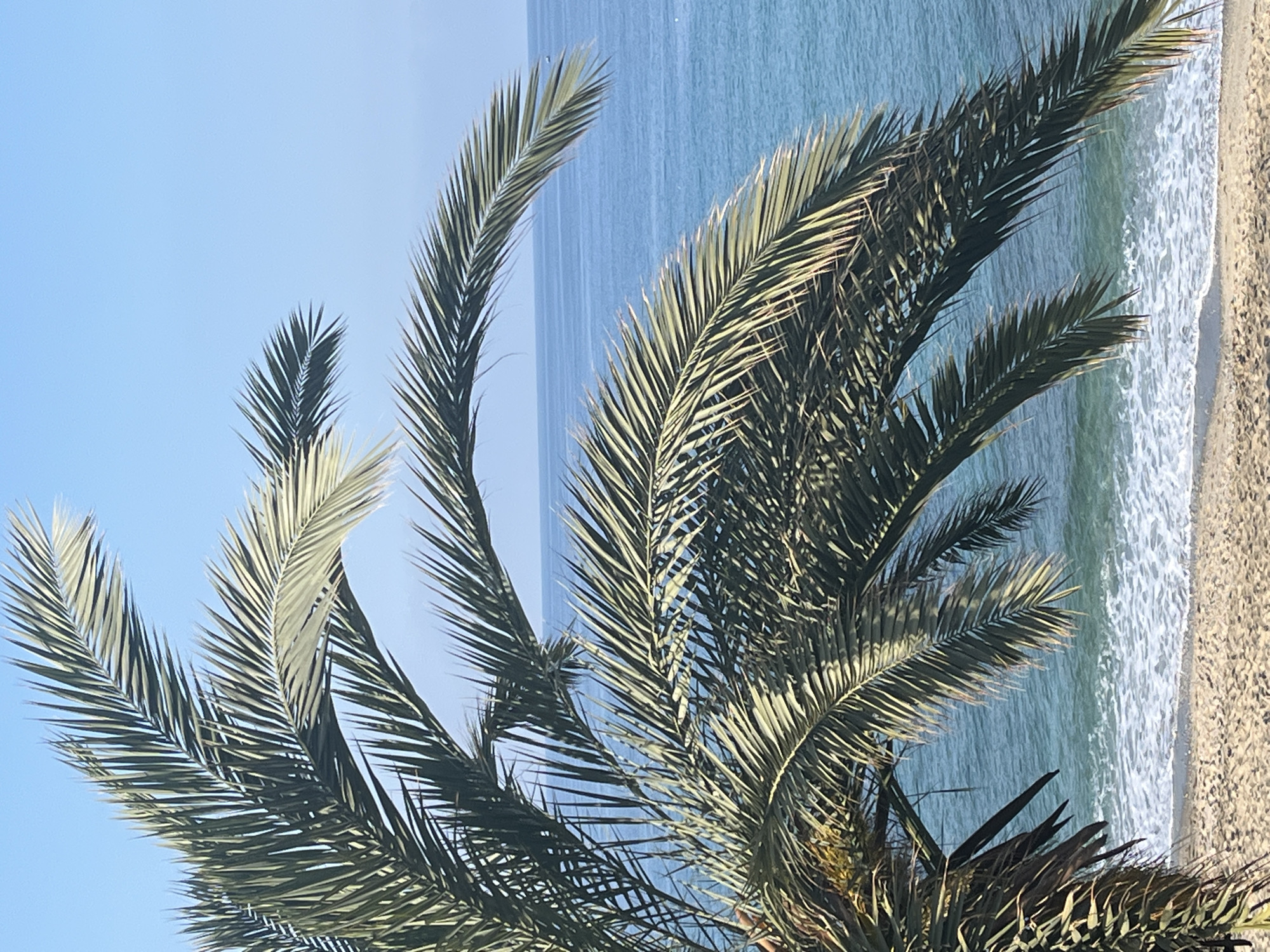 The image, correctly viewed in landscape orientation, captures a serene coastal scene, characteristic of Alanya, Turkey. The foreground is dominated by the lush, green fronds of a palm tree, which sweep across the left and central portions of the frame. Sunlight illuminates the numerous leaflets, creating a distinct play of light and shadow that emphasizes their textured, pointed forms.
Behind the vibrant palm foliage, the calm, blue-green waters of the sea stretch towards the horizon under a clear, bright sky. Gentle, foamy white waves are visible as they softly break onto a light, sandy beach that occupies the right side of the image. The sky above is a uniform, pale blue, indicating fair, sunny weather. The scene conveys a sense of peaceful natural beauty. There are no people, animals, or visible text in the photograph.