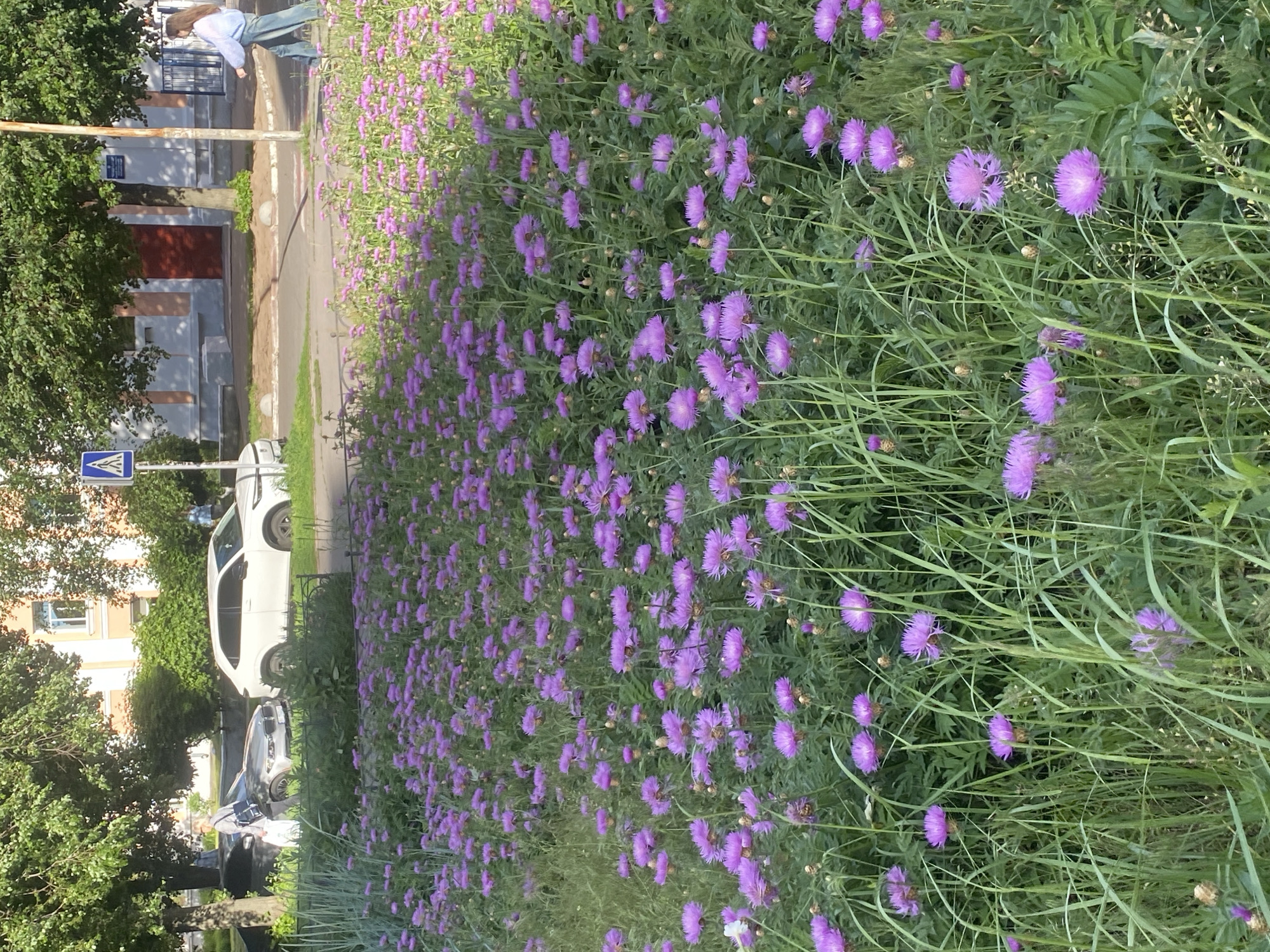 The image shows a street in Poltava, Ukraine. A dense patch of purple flowers lines the street. A pedestrian is walking on the sidewalk. A white car and a silver car are parked on the side of the street. A pedestrian crosswalk sign is visible. Trees and buildings are visible in the background. The setting appears to be a residential area.