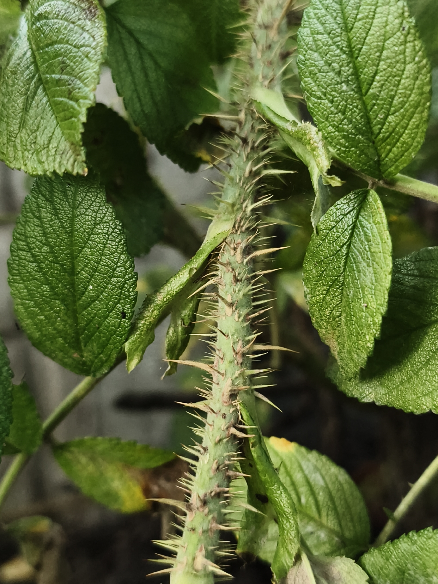The image is a close-up shot of a thorny plant stem, likely a rose bush, with several green leaves visible around it. The stem is covered in sharp, pointed thorns that protrude at various angles. The leaves are a vibrant green and appear to be healthy, with visible veins. The background is blurred and dark, suggesting a natural outdoor setting, possibly a garden or park. The lighting is soft and diffused, highlighting the texture of the thorns and leaves. There are no people or animals in the image, nor any discernible man-made structures that would suggest a specific location within the city of Tczew, Poland. The image focuses solely on the botanical details of the thorny plant.