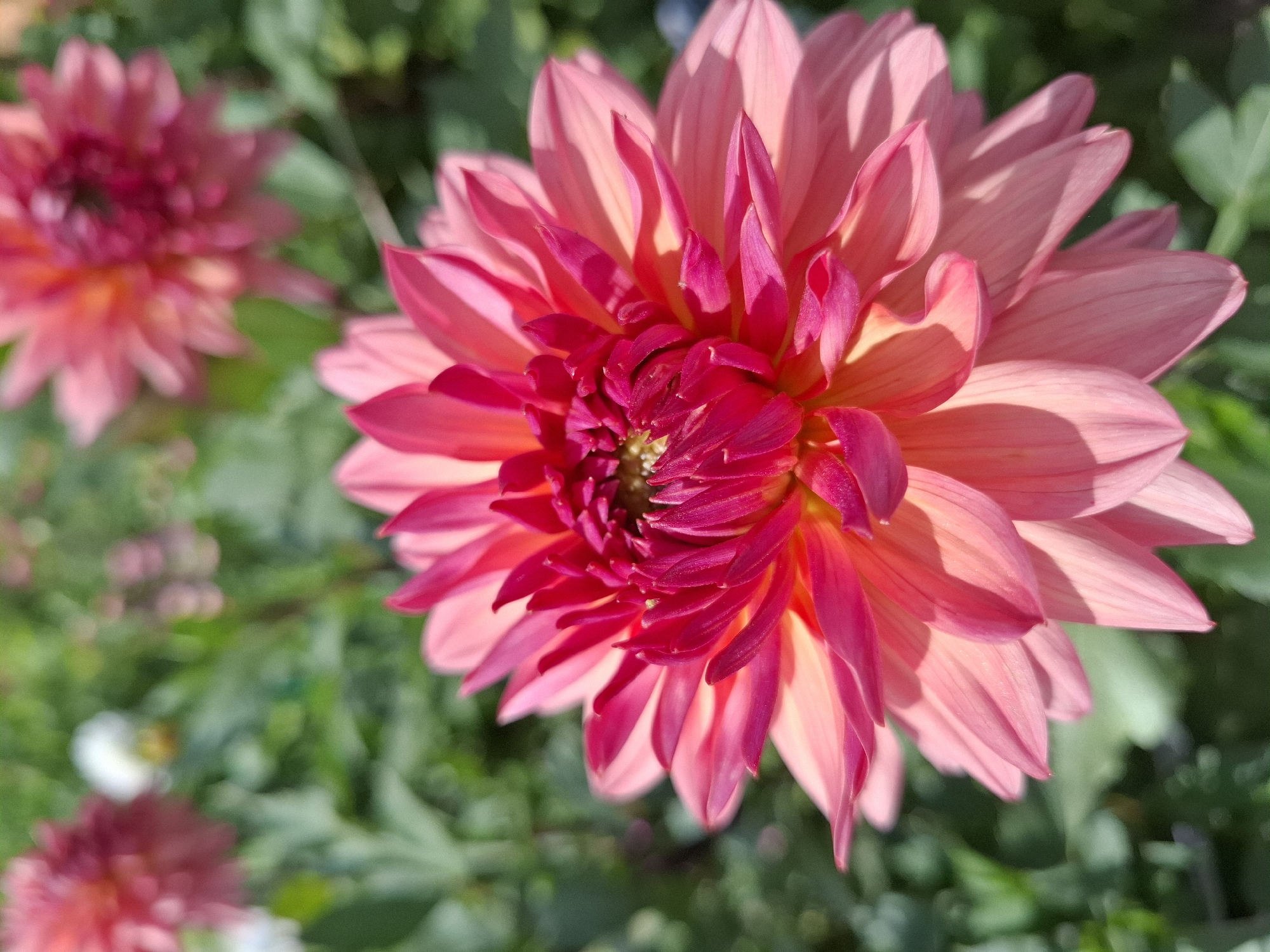 This image depicts a close-up view of a pink dahlia flower with fuchsia-colored accents in its center. The flower has numerous petals, with those towards the center being more tightly packed and pointed, while the outer petals are broader and more rounded. The background is blurred, showcasing a garden setting with hints of green foliage and other flowers, some of which are also pink and out of focus. The lighting suggests it is daytime, with sunlight highlighting the texture and gradients of the petals. There are no people or specific urban elements visible. This image is a botanical photograph, likely taken in a natural or cultivated garden environment, and does not contain information that would allow for its specific location within the city of Romantik, Russia.
