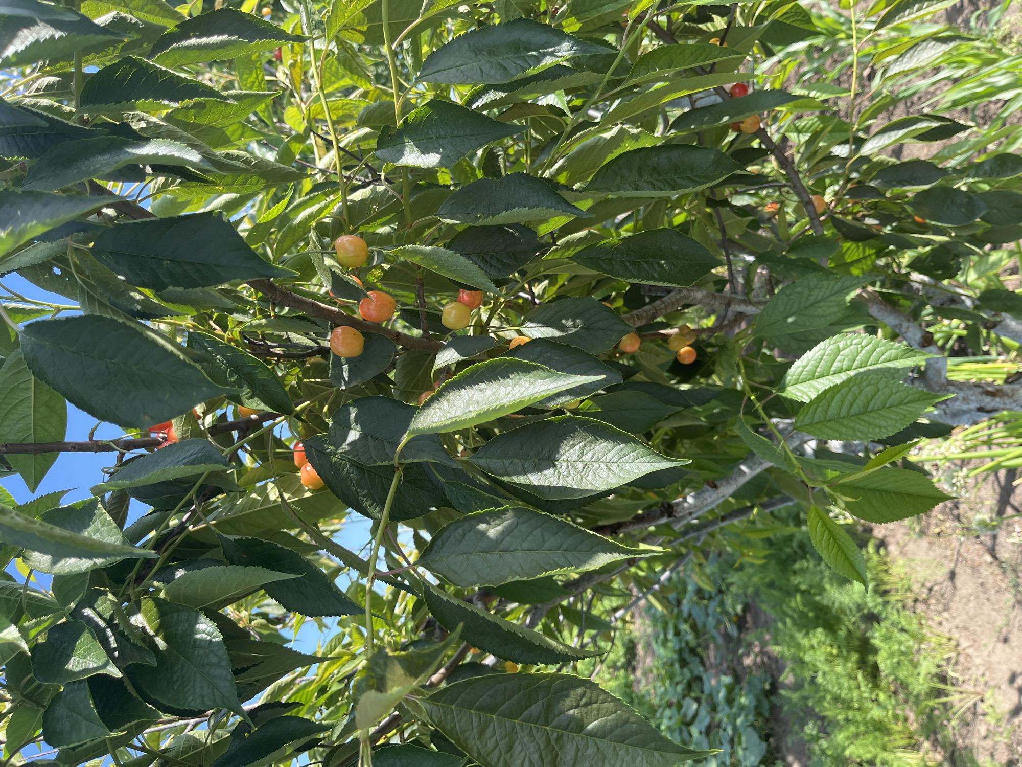 The image shows a close-up view of a cherry tree branch laden with unripe cherries. The cherries are small and a pale yellow to light orange color, indicating they are not yet fully ripe. They are clustered along the branch, interspersed with numerous green leaves. The leaves are oval-shaped with serrated edges and have a natural, slightly textured appearance. Sunlight filters through the foliage, creating dappled light and shadows on the leaves and cherries.
In the background, out of focus, are hints of a garden or cultivated land with rows of greenery, suggesting an outdoor setting, possibly a farm or orchard. The sky is visible in some parts of the image as a clear, bright blue, suggesting a sunny day. The overall impression is one of natural abundance and the quiet growth of fruit on a tree. There are no people, visible text, or specific events taking place; the focus is solely on the natural state of the cherry tree. The context provided indicates the location as Bohunove, Ukraine.