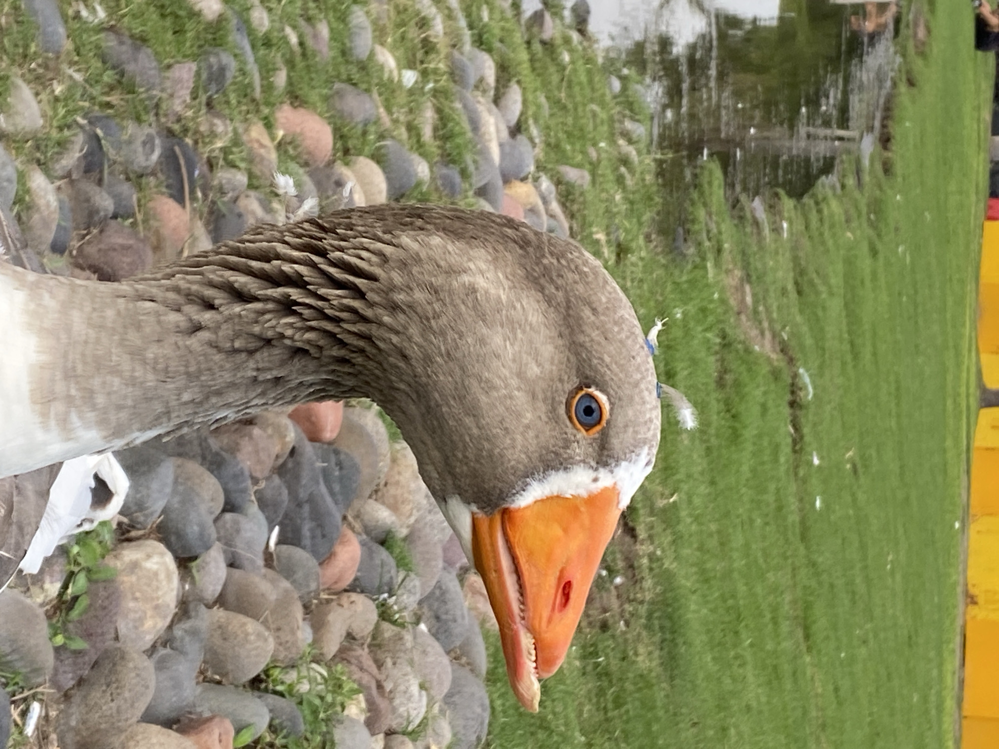 A close-up, eye-level, rotated view depicts the head and upper neck of a greylag goose on a grassy area interspersed with rounded stones. The goose has brown plumage on its head and neck, an orange beak with small, serrated edges, and a striking blue eye. A small, torn piece of blue plastic and some loose feathers are near the head. To the right, the grassy area slopes slightly upward towards a body of water with reflections, and a portion of a yellow barrier or wall is visible. The setting is likely a park or natural area in Buenos Aires, Argentina, given the species of goose and the presence of both a natural environment and urban elements.