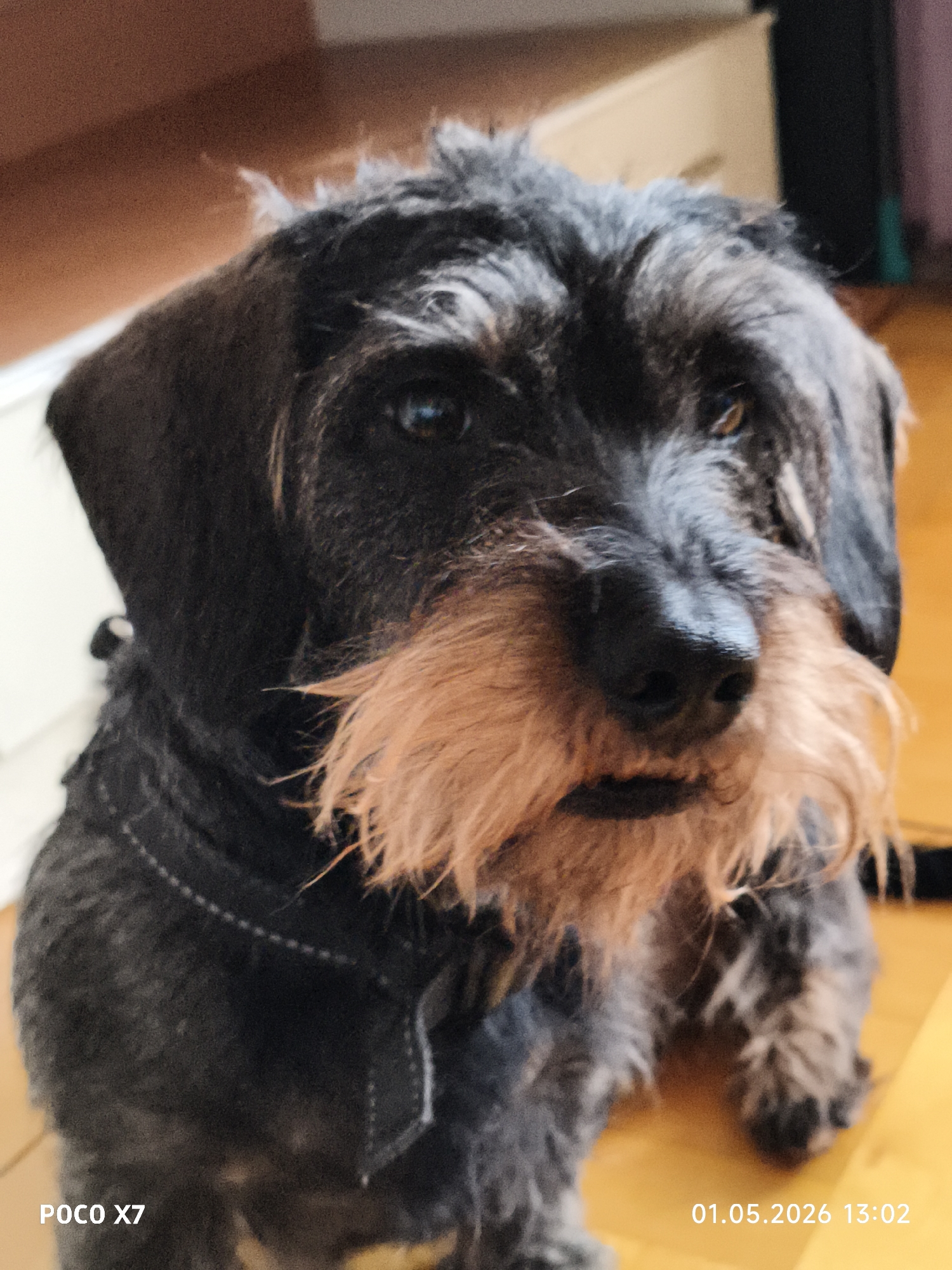 A close-up, indoor shot of a wirehaired dachshund wearing a dark-colored harness with light-colored stitching. The dog has a black and gray coat with a long, light brown beard. The dog is looking directly at the camera. The background is out of focus but appears to be a domestic interior with light-colored wooden floors and a white cabinet or door. The camera's watermark, "POCO X7," and timestamp "01.05.2026 13:02" are visible in the lower corners of the frame. There is no evidence in the image indicating it was taken in Chaikovsky, Russia.