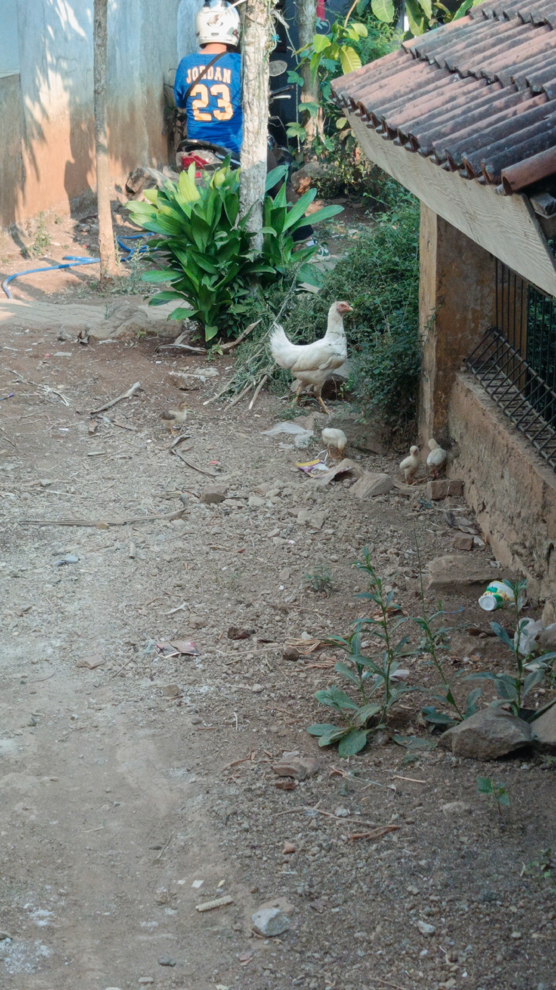 In Margajaya, Indonesia, a young person wearing a blue "JORDAN 23" jersey and a white helmet stands with their back to the camera, facing a wall and a motorcycle. To their right, a white hen is foraging on the rocky ground, accompanied by three small chicks. The scene appears to be an outdoor area with a dirt path, scattered debris including some colorful plastic packaging and rocks, and lush green vegetation. A partially visible tiled roof structure is to the right, with a metal fence running along the wall. The overall environment suggests a residential or rural setting within the city.