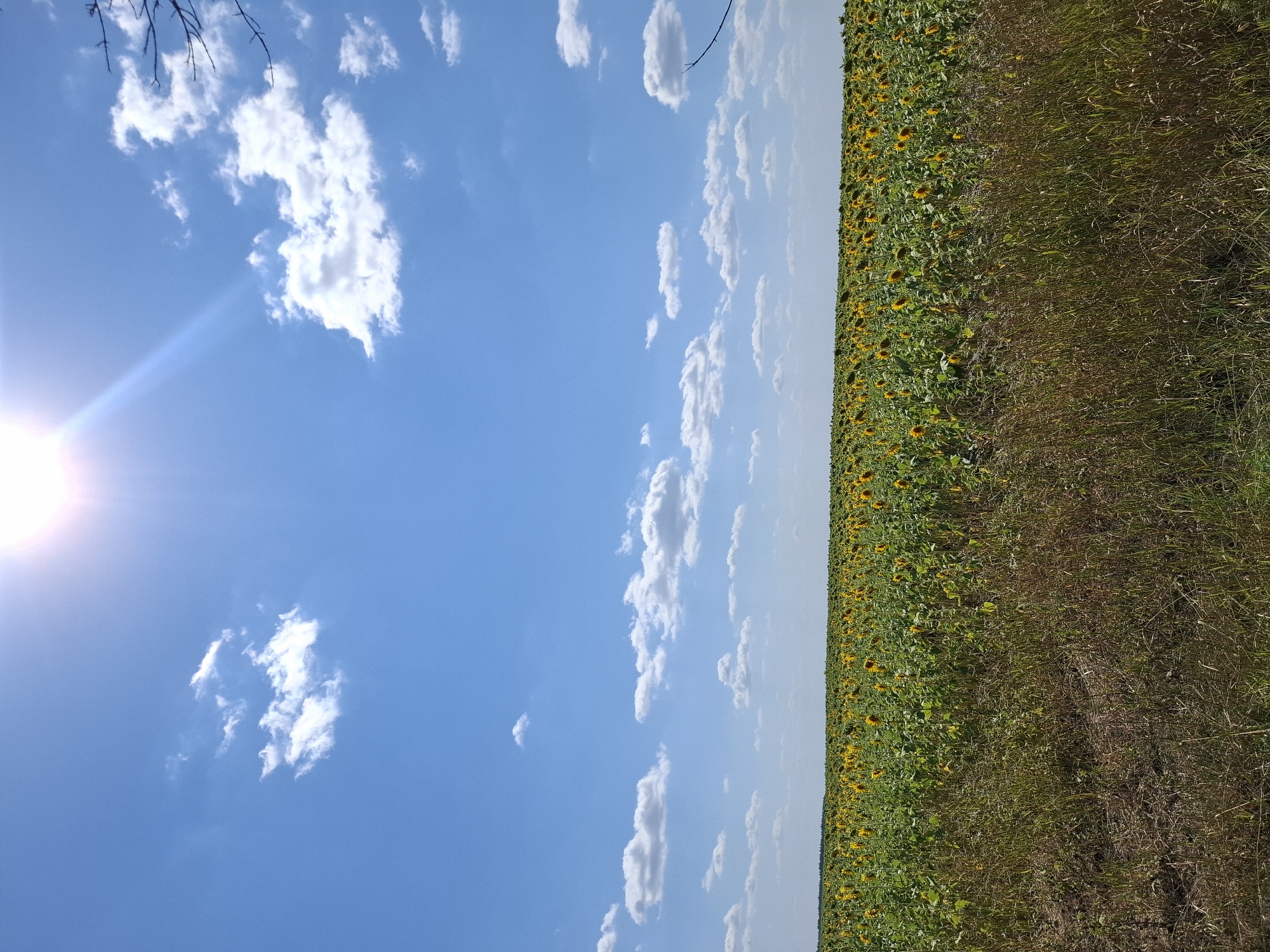 A vast field of sunflowers stretches across the horizon under a bright blue sky dotted with white clouds. The sun is visible in the upper portion of the frame, casting a bright glare. In the foreground, dry grass and weeds cover the ground. The image appears to be a landscape photo taken in Lomovka, Russia, capturing a scenic view of a sunflower field. There are no people or animals visible in the scene, and no specific actions or interactions are depicted. The environment is natural and rural, with a focus on the agricultural landscape.