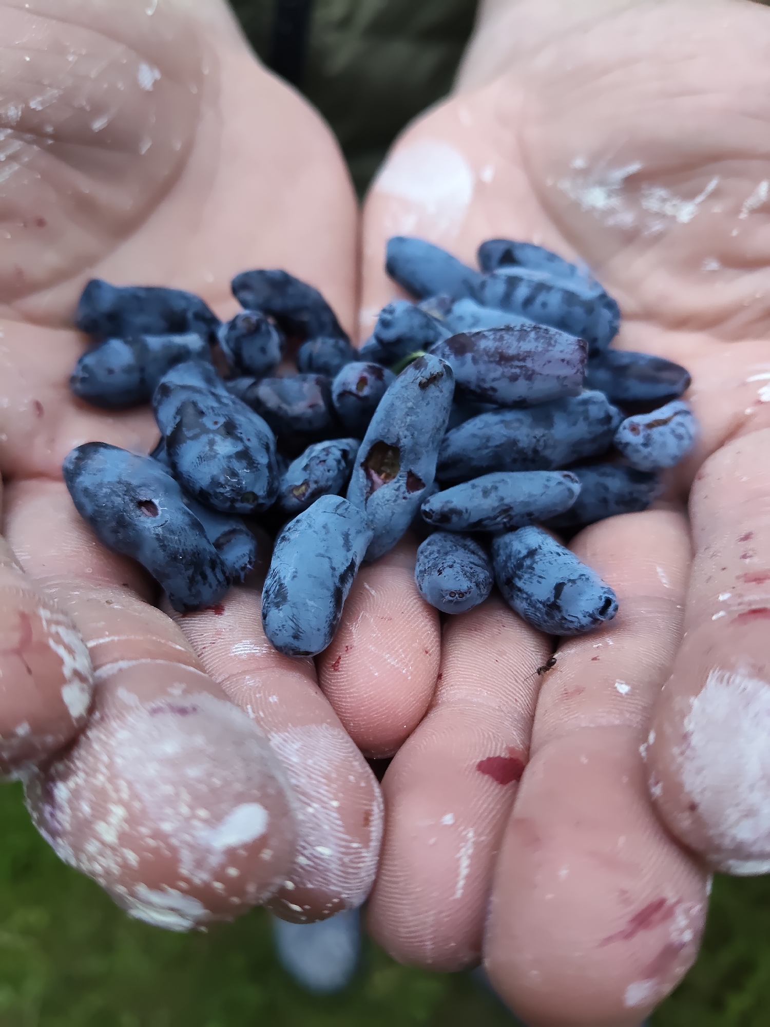 In the city of Venyukovo, Russia, a close-up shot captures a pair of cupped hands holding a generous harvest of dark blue, oblong berries. The berries are smooth and slightly dusty, with some showing slight indentations or imperfections. The hands themselves appear to be lightly dusted with white powder, possibly flour or chalk, and have a few faint red smudges, suggesting recent activity. The background is softly blurred, revealing hints of green, likely grass or foliage, and a faint gray texture, possibly clothing. The overall impression is one of a successful harvest, with the focus sharply on the bounty of berries held within the hands.