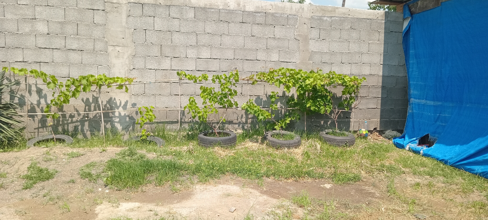 An outdoor, medium-shot, eye-level photograph captures a section of a cinder block wall with a blue tarp to its right, in an urban setting. In front of the wall, three young grapevines are planted in tire planters and supported by thin wooden stakes and wire trellises. The ground is covered with grass and dirt. To the far left, a portion of a palm-like plant is visible. A soccer ball and a plastic bottle are on the ground near the wall and to the right of the grapevines. The image has a slight tilt to the left.