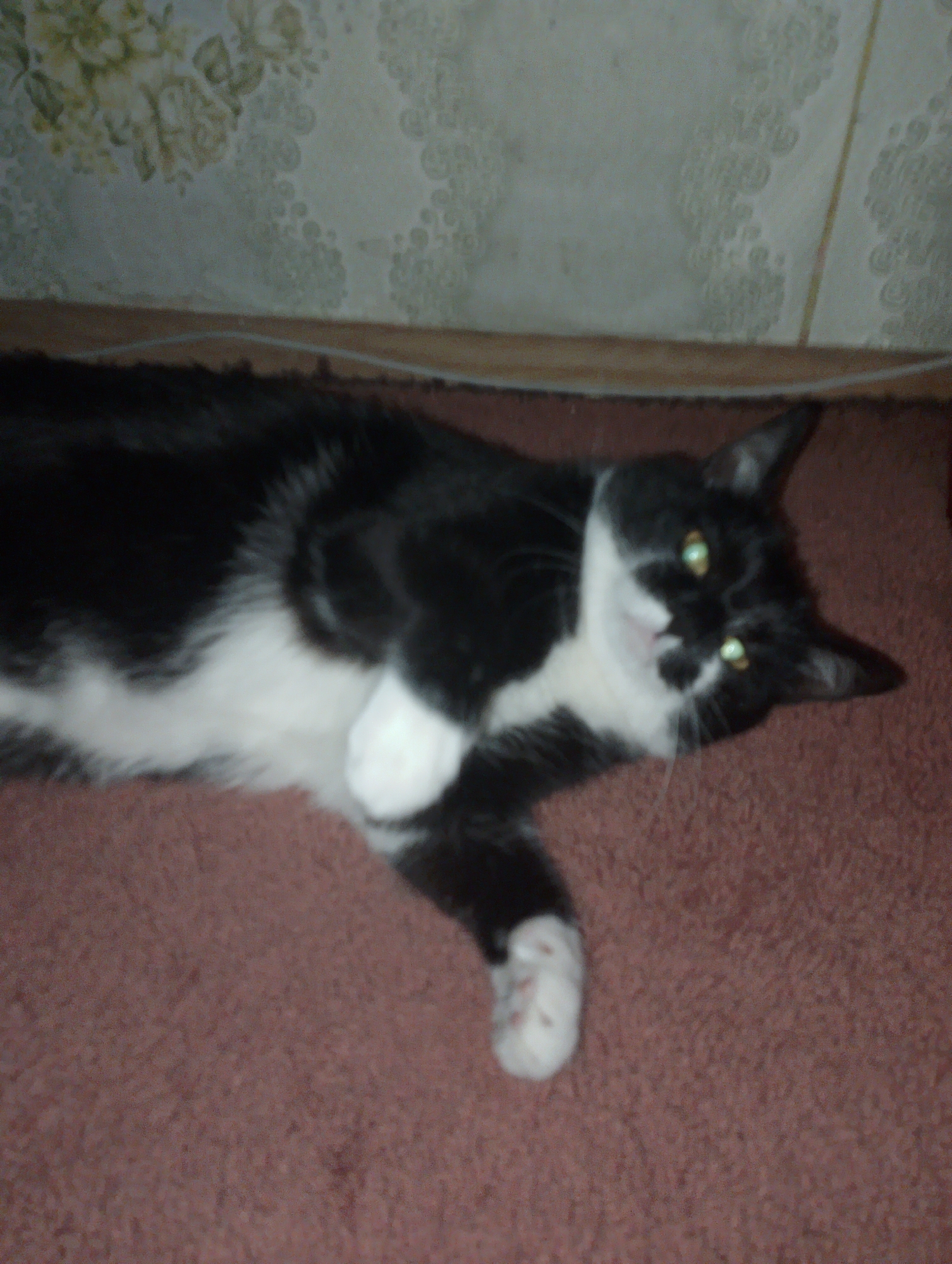 A black and white cat is lying on its side on a reddish-brown carpet. The cat's body is mostly black with a white chest and belly, and white paws. The cat's head is turned towards the camera, and its green eyes are open. The background of the image is a wall with a floral pattern. The lighting in the image is dim, and the focus is soft.
