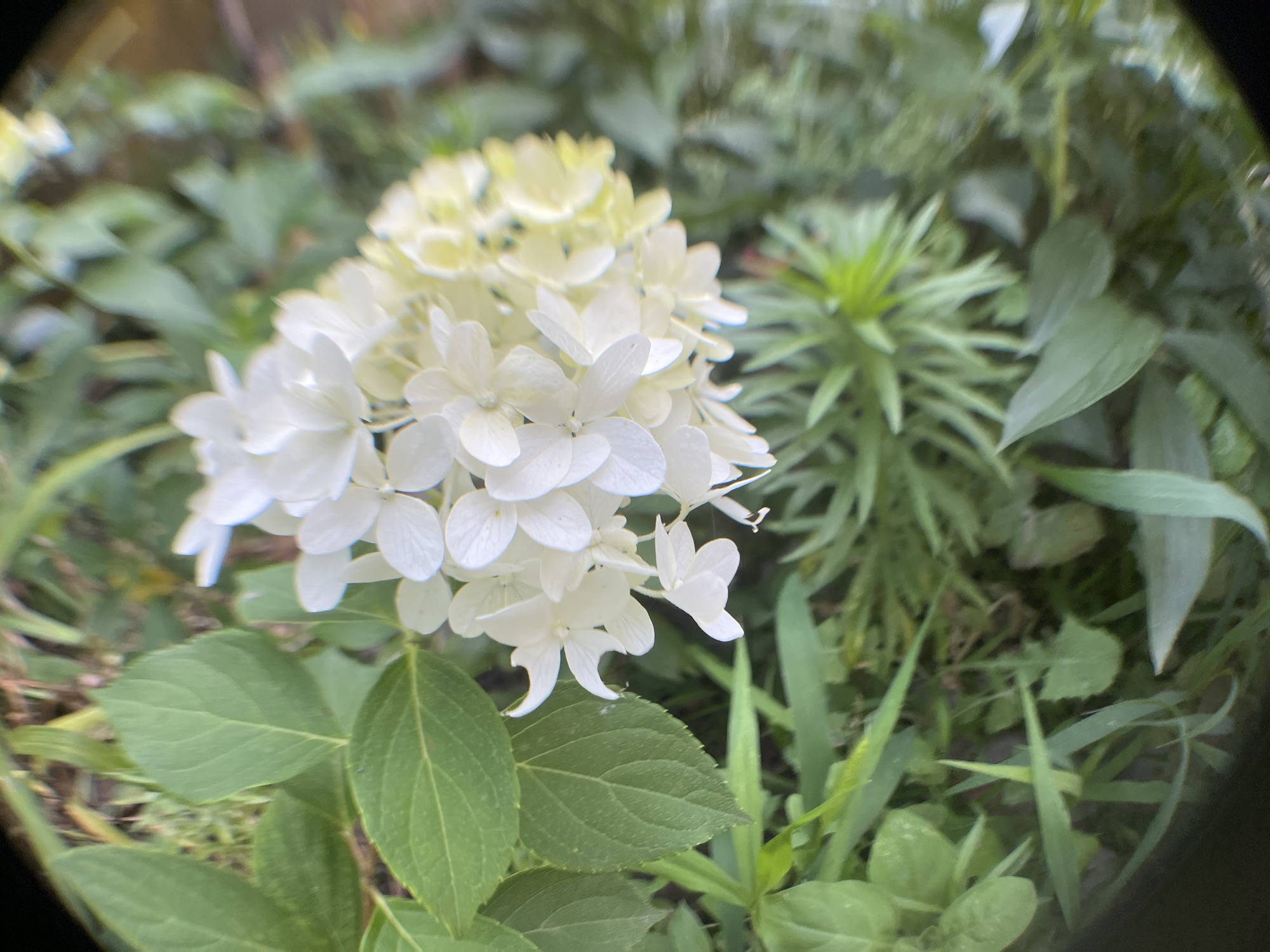 A close-up, low-angle shot focuses on a cluster of white hydrangea flowers with hints of pale yellow in the background, set against a backdrop of lush green foliage. The flowers are in various stages of bloom, with some fully open and others still developing. The surrounding plants and leaves are out of focus, creating a soft bokeh effect. The overall impression is one of natural beauty and tranquility. The image was taken in Krasnyye Barrikady, Russia.