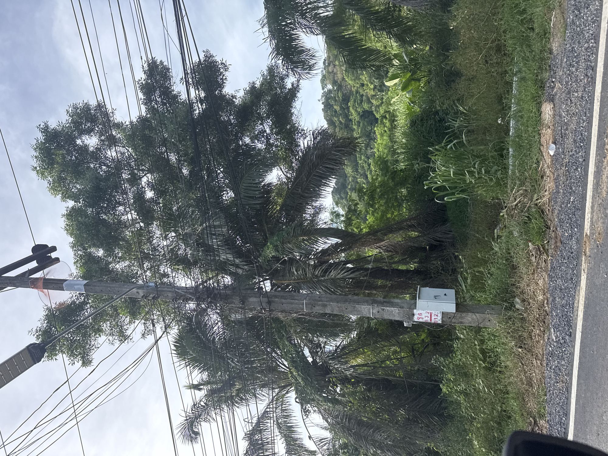 The image depicts a static roadside scene in Rawai, Thailand, characterized by an abundance of tropical vegetation under an overcast sky. A prominent, weathered concrete utility pole stands centrally, featuring numerous black electrical wires extending across the frame. Attached near the top of the pole is a dark-colored solar-powered street light, and below it, sections of orange and white reflective tape are wrapped around the pole. At eye level, a grey electrical utility box is mounted on the pole; it has a white label with red handwritten Thai characters and numbers "56", "032", and "012".
The foreground shows a narrow asphalt road with a white edge line, bordered by a strip of gravel and then dense, unkempt green grass and weeds. A white plastic cup is visible on the gravel. Behind the utility pole and roadside vegetation, several large palm trees, some with dried or browning fronds, are prominent. A large, full-canopied tree with dense green foliage grows behind the palm trees and the utility pole. In the distant background, a densely forested hill or mountain range is visible under a cloudy, light grey sky. No individuals, animals, or vehicles are present in the scene.
