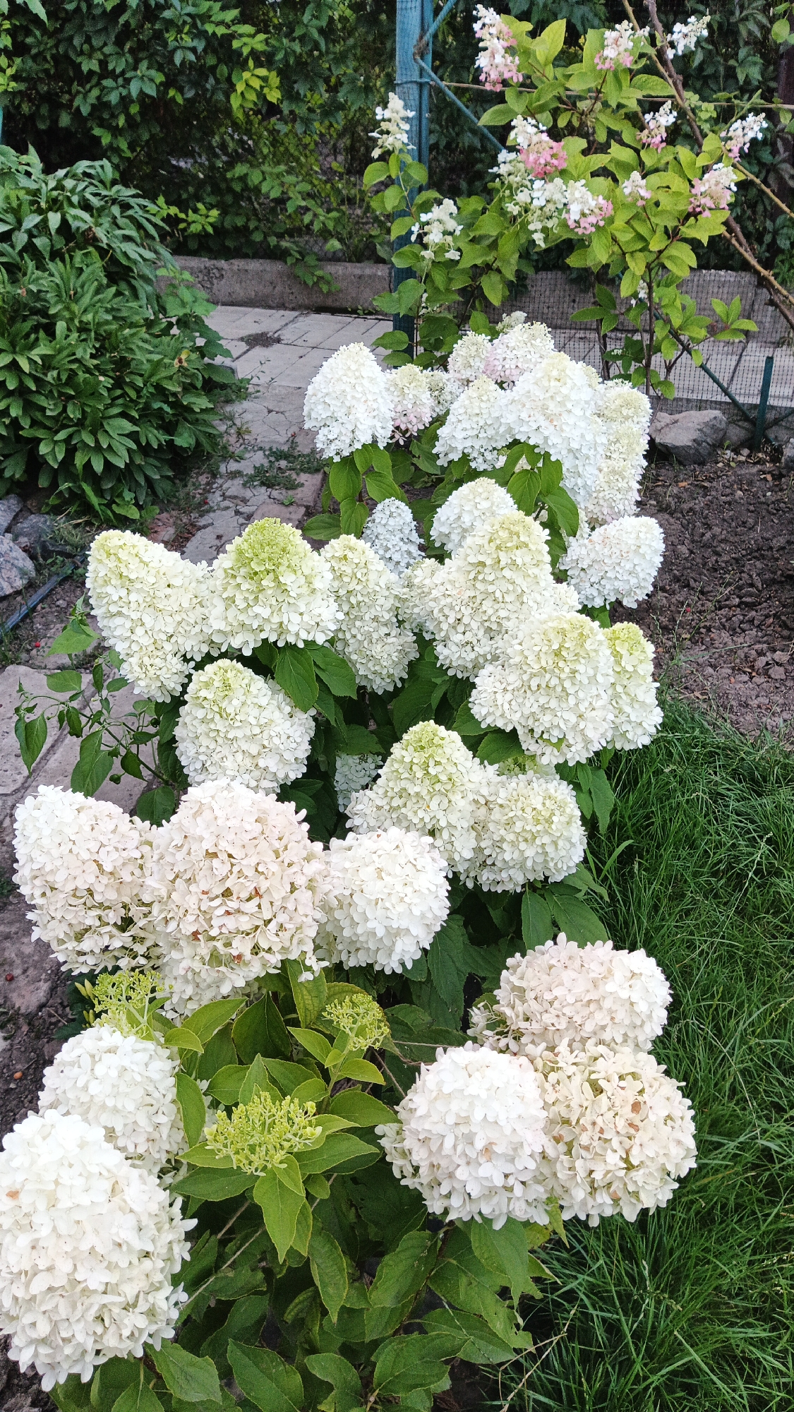 A close-up, eye-level shot captures a vibrant garden scene in Kryvyi Rih, Ukraine, featuring an abundance of white hydrangeas. The foreground is dominated by clusters of these flowers, their dense, cone-shaped blooms a stark white against lush green foliage. Some of the hydrangea heads show a subtle green hue at their tips, indicating their recent bloom. The hydrangeas are positioned in front of a pathway made of light-colored, irregular flagstones. Beyond the flagstone path, a darker, more overgrown area of green foliage is visible, with hints of a concrete structure suggesting a garden border or retaining wall. In the background, a light blue metal fence post stands, partially obscured by the hydrangeas and other greenery, including some pinkish-white blooms on a higher branch. The overall impression is one of natural beauty and a well-maintained, albeit slightly wild, garden space. The lighting appears to be natural daylight, casting soft shadows and highlighting the textures of the petals and leaves.