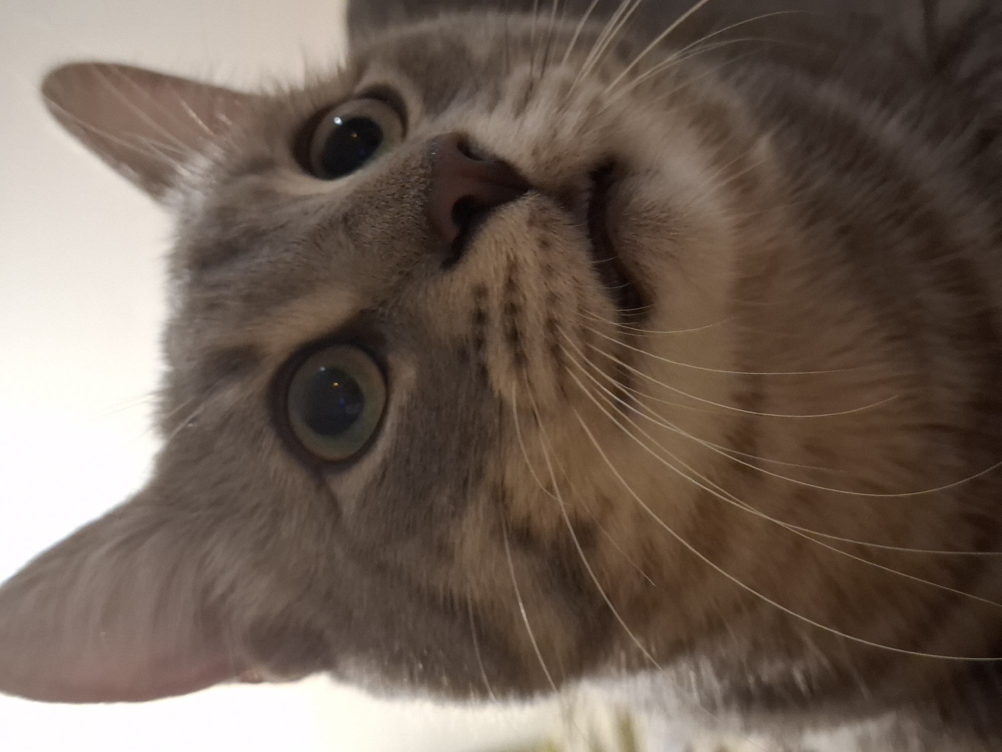 A close-up, low-angle shot captures the face of a gray tabby cat. The cat's ears are pointed upwards, and its large, green eyes are wide and focused forward, with reflections of lights visible in their pupils. The cat's nose is dark pink and slightly moist. Its mouth is open, revealing a small portion of its tongue and teeth. The cat's whiskers are long and white, fanning out from its muzzle. The background is a soft, blurred off-white, suggesting an indoor setting. There is no indication of a specific location in Zemun Urban Municipality, Serbia.