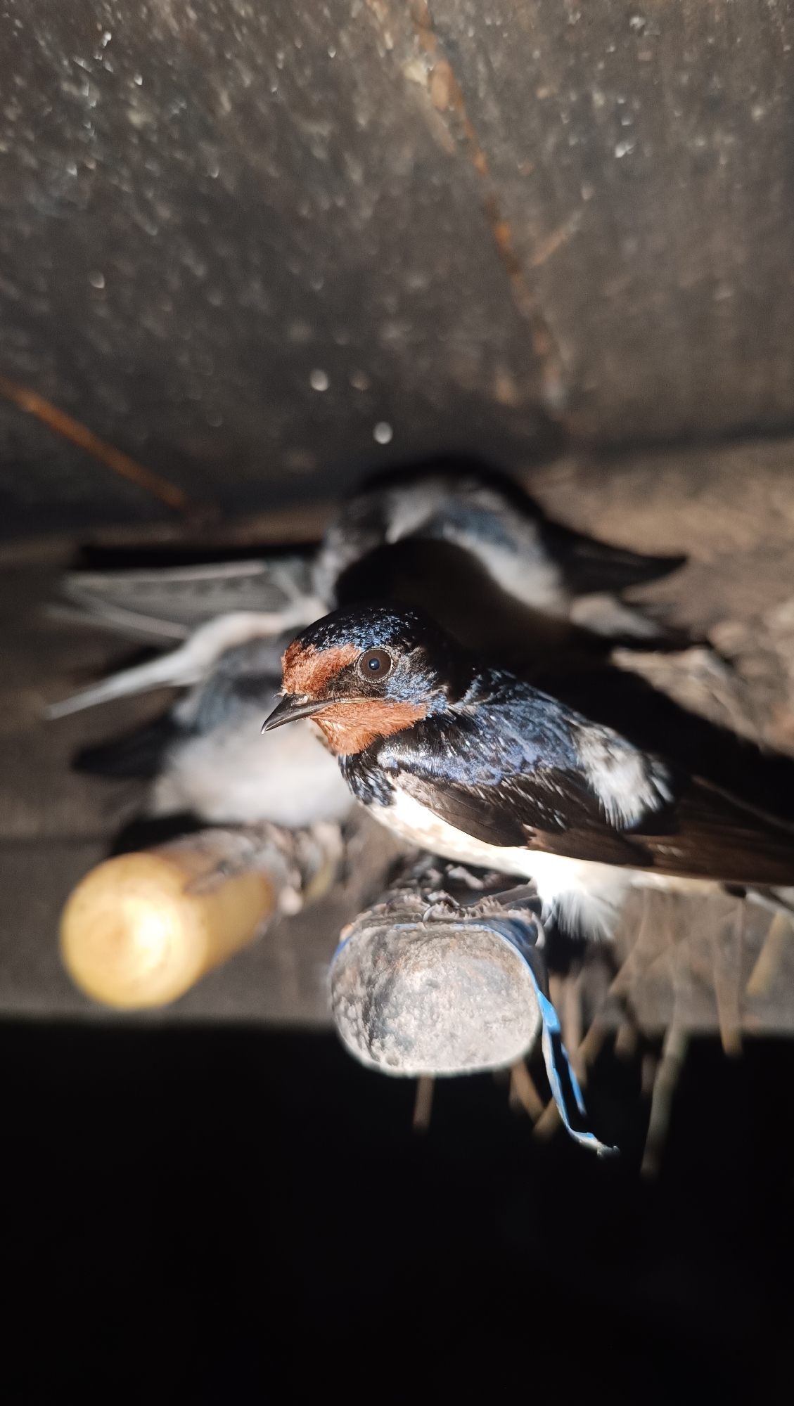 In a close-up, dimly lit shot, a swallow is perched on a textured, gray object, possibly a nest. The bird, facing left, displays a reddish-brown throat and chest, contrasting with its dark blue-black wings and back speckled with white. Its eye is dark and prominent. Behind this bird, another swallow is visible, its form blurred by the low light and shallow depth of field. The background consists of dark, rough-textured material, suggesting an enclosed, possibly man-made structure. A yellow cylindrical object is out of focus to the left of the primary subject. The overall impression is one of a nocturnal or shaded environment, focusing on the intricate details of the birds. The scene is set in an unspecified location within the city of Unknown, Unknown.