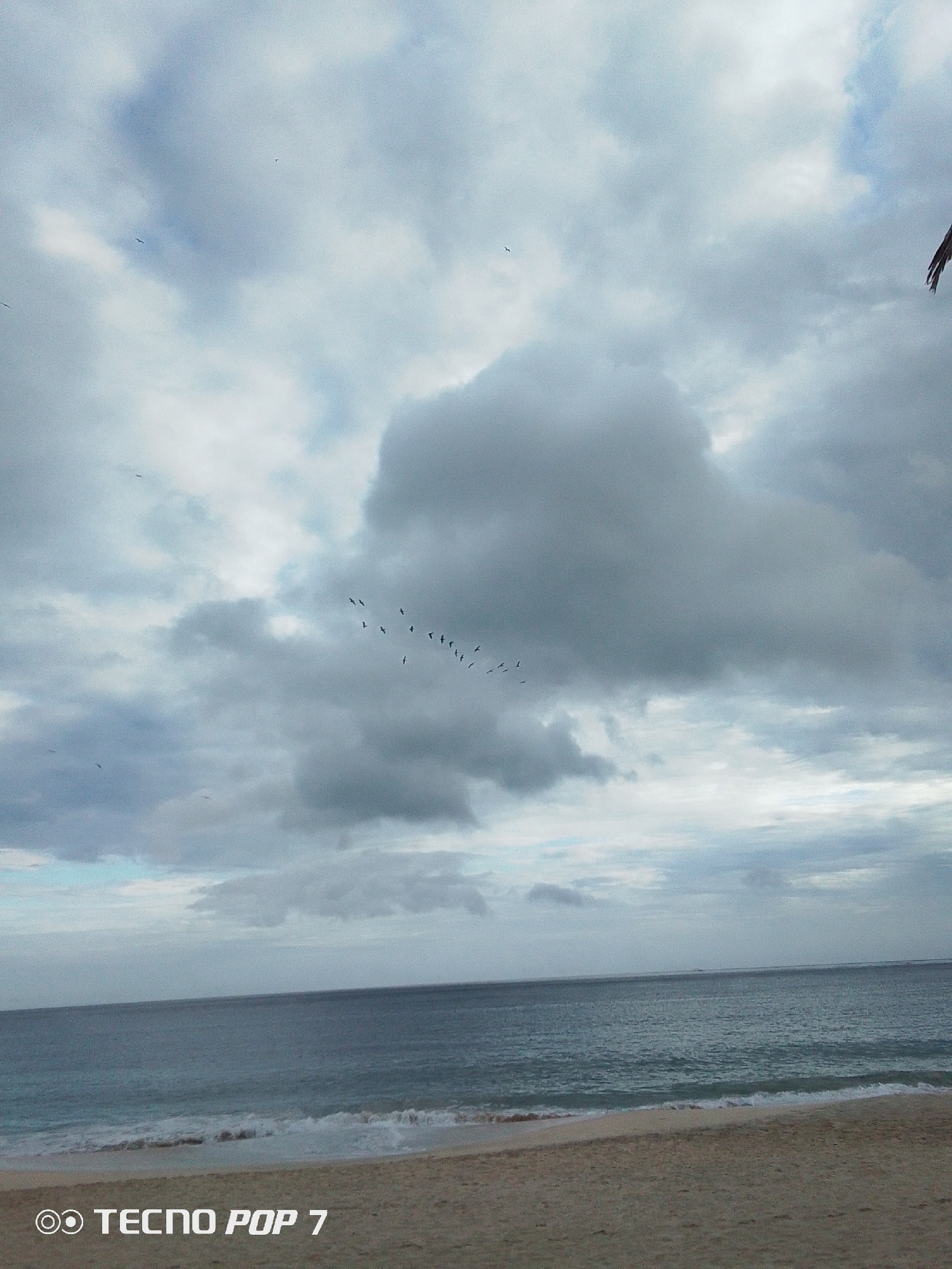 The image captures a beach scene in Pedro González, Venezuela. The foreground shows a sandy beach, leading to a body of water, likely the ocean. Gentle waves are visible along the shoreline. The sky is predominantly covered with grey, heavy clouds. A flock of birds is seen flying in formation across the sky. To the right of the image, what appears to be the frond of a palm tree is visible in the sky. A watermark “TECNO POP 7” is visible in the bottom left corner.