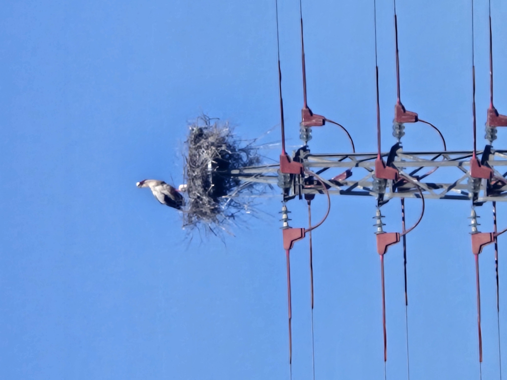 An osprey perches at the entrance of a large nest constructed on an electrical transmission tower in Córdoba, Spain, against a clear blue sky. The tower's red insulators and grey lattice structure are visible. The nest is built from assorted twigs and debris.