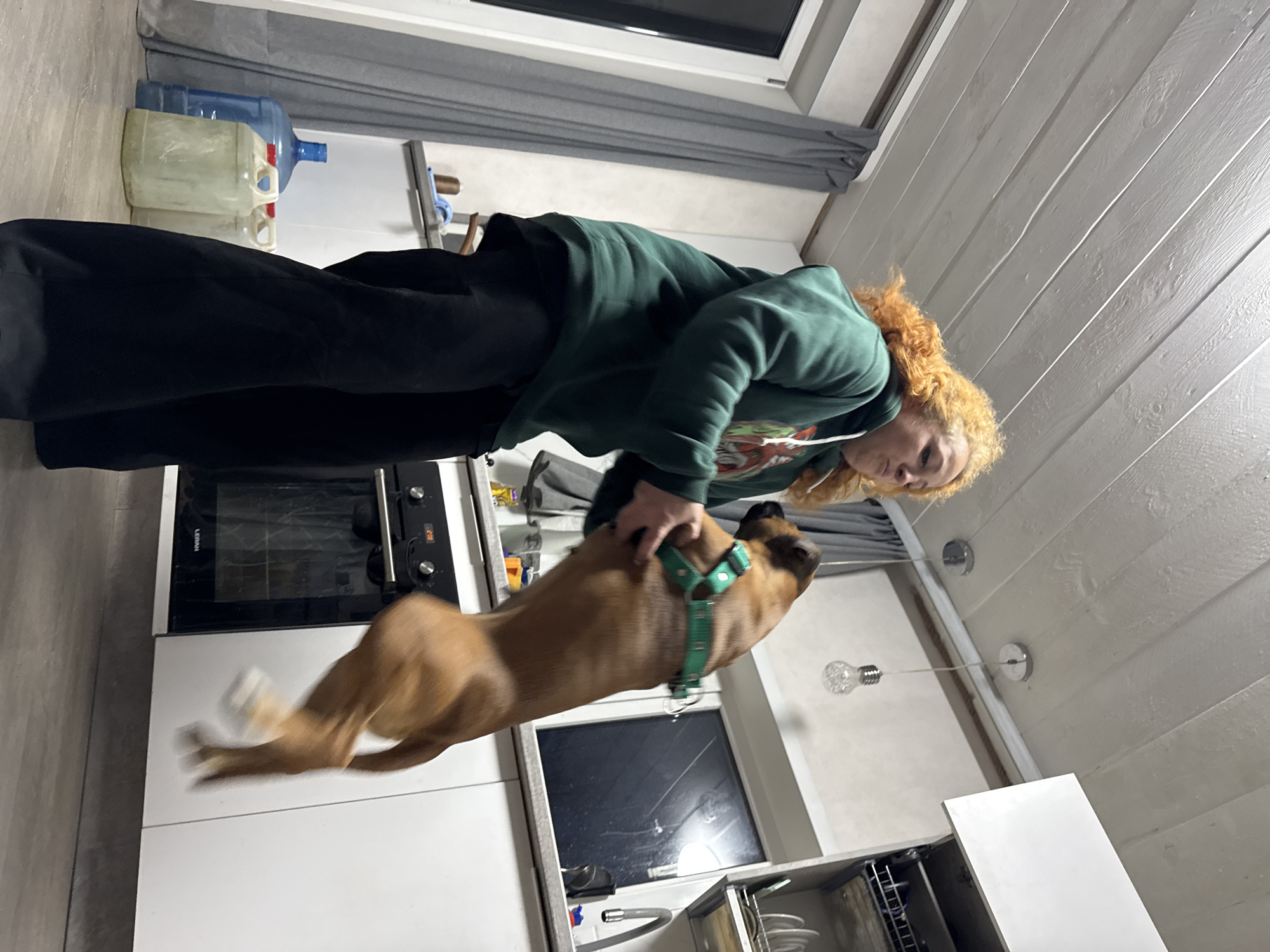 The image, rotated 90 degrees counter-clockwise, depicts an indoor scene, likely a kitchen or utility room. A woman with distinctive curly red/auburn hair, wearing a dark green hooded sweatshirt and dark pants, stands on the left. She is engaged in playful interaction with a medium-sized, short-haired brown dog, which is mid-jump towards her. The dog wears a bright green harness or collar.
The setting includes white kitchen cabinets and a built-in oven, bearing the brand "LERAN" on its front panel. To the far left, several large water jugs are stacked, including a blue carboy and two opaque white containers. Above the oven, a window with grey curtains shows a dark exterior, suggesting it may be evening or night. The ceiling is made of light-colored, painted wooden planks, from which two modern light fixtures with clear, decorative bulbs are suspended. A sink and faucet area are partially visible below the window, to the right of the dog. The dog appears excited and playful, while the woman's expression is engaged.