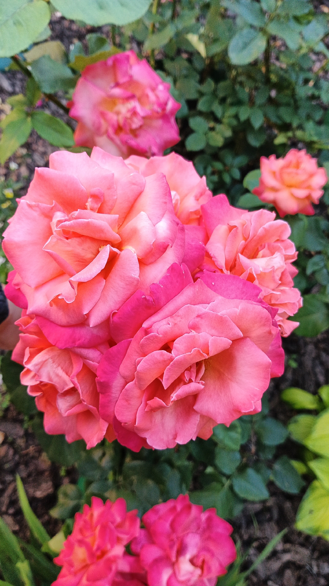 A close-up shot focuses on a cluster of blooming roses with petals ranging from deep pink to coral. The roses are in various stages of bloom, with some fully open and others partially closed. In the background, more roses and green foliage are visible, creating a lush garden setting. The lighting suggests it's daytime, possibly with soft sunlight illuminating the flowers. The scene appears to be outdoors in a garden, likely in Kryvyi Rih, Ukraine, as indicated by the location context. There are no people or visible text in the image. The overall mood is natural and serene, highlighting the beauty of the flowers.