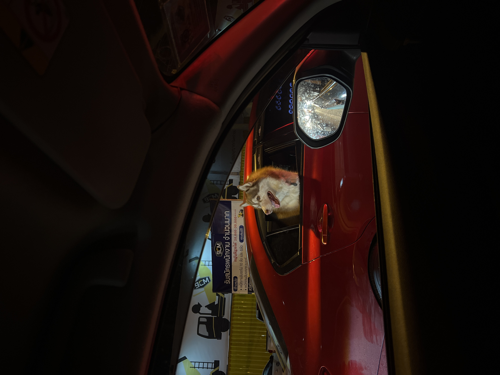 The image captures a night scene from the interior of one vehicle, looking out towards a red car parked or stopped alongside. The primary subject is a husky or similar breed dog, with its head and upper body enthusiastically sticking out of the open window of the red car. Its mouth is open, suggesting excitement or panting, and its gaze is directed forward.
The red car, possibly an SUV, is prominently featured, with its side mirror reflecting bright, scattered lights, indicating a potentially wet surface or strong artificial illumination from the surrounding environment. A red door handle is visible on the car's side.
To the left of the red car, a large sign with Thai script is visible, illuminated by artificial lights. The OCR text from this sign advertises job openings: "รับสมัครพนักงาน จำนวนมาก" (Recruiting many employees), with a "การันตีรายได้ 20,000-30,000++++" (Guaranteed income 20,000-30,000++++). Specific positions listed include "พนักงานขับรถโม่ 10 ล้อ และ 6ล้อ" (10-wheel and 6-wheel mixer truck drivers) and "พนักงานขับรถเทรลเลอร์" (Trailer truck drivers). Other sections mention "คุณสมบัติ" (Qualifications) and "สวัสดิการ" (Benefits). The text "ออนุญาตก่อสร้าง" (Construction permit) and "WCE" are also present. The recurring "9CM" logo is visible on the sign.
The overall setting is dark, typical of nighttime, with artificial lights illuminating the subjects and the sign. The image's perspective suggests a close proximity between the two vehicles, possibly at a drive-thru, traffic light, or parking area in Thep Krasatti, Thailand. The dog's playful posture adds a lively element to the otherwise dark and urban setting.