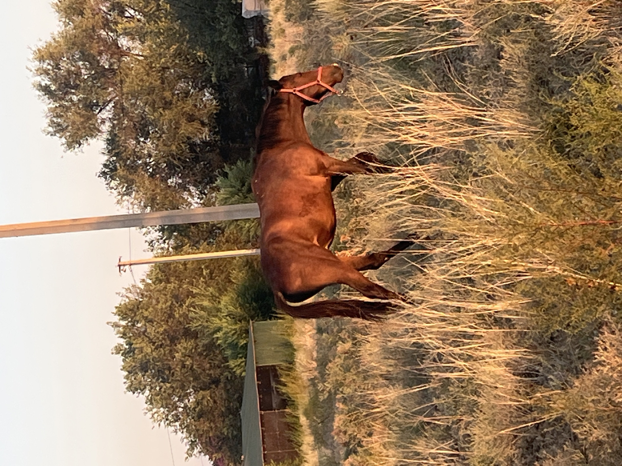 A brown horse with a red halter grazes in a dry, grassy field. The horse is in profile, facing to the right, with its head lowered towards the ground. The field is covered in tall, dry grass and some low-lying green bushes. In the background, there are trees and a small, weathered building with a green roof. A utility pole stands to the right of the horse. The sky is a pale orange, suggesting either sunrise or sunset. The image is taken from a slightly low angle, looking up at the horse and the surrounding environment. The scene appears to be in a rural or semi-rural area, possibly on the outskirts of Zarechnoye, Kazakhstan.