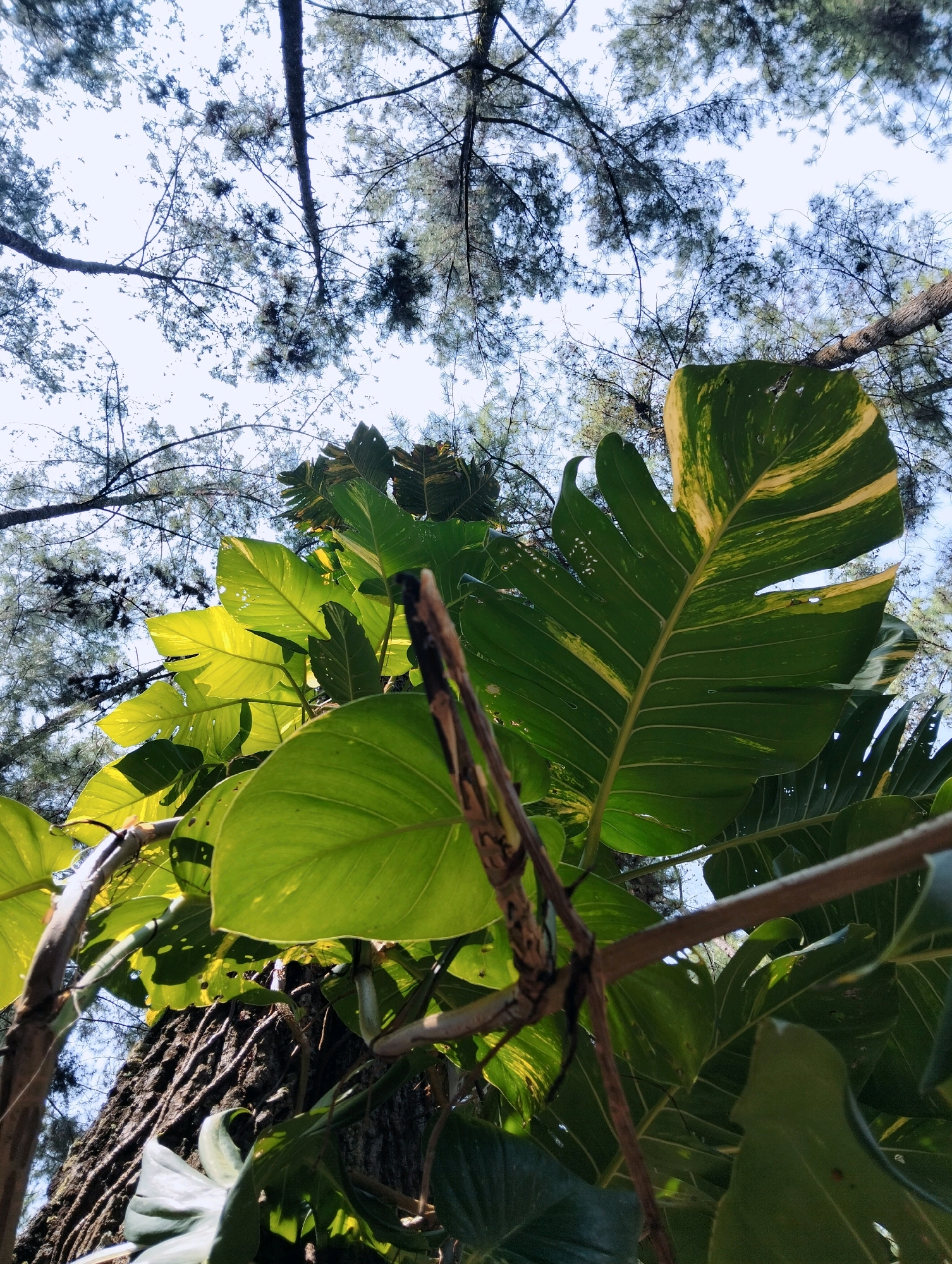 This is a low-angle shot looking up through a dense canopy of leaves and pine needles towards a pale sky. In the foreground, large, vibrant green heart-shaped leaves of a tropical plant, possibly a Monstera, dominate the frame. Some of these leaves have splashes of yellow variegation. The leaves are illuminated from behind, creating a luminous effect. A rough, dark tree trunk, covered in vine-like growths, is visible beneath the leaves. The background is a tangle of delicate pine branches and needles, silhouetted against the bright sky. The scene appears to be in a natural outdoor environment, possibly a garden or a park, and the presence of tropical foliage suggests a warm climate. Given the context of Kaliwedi, Indonesia, this could be a typical scene in a residential garden or a natural area within the region, showcasing a mix of native and cultivated plant life. No people or specific urban structures are visible.