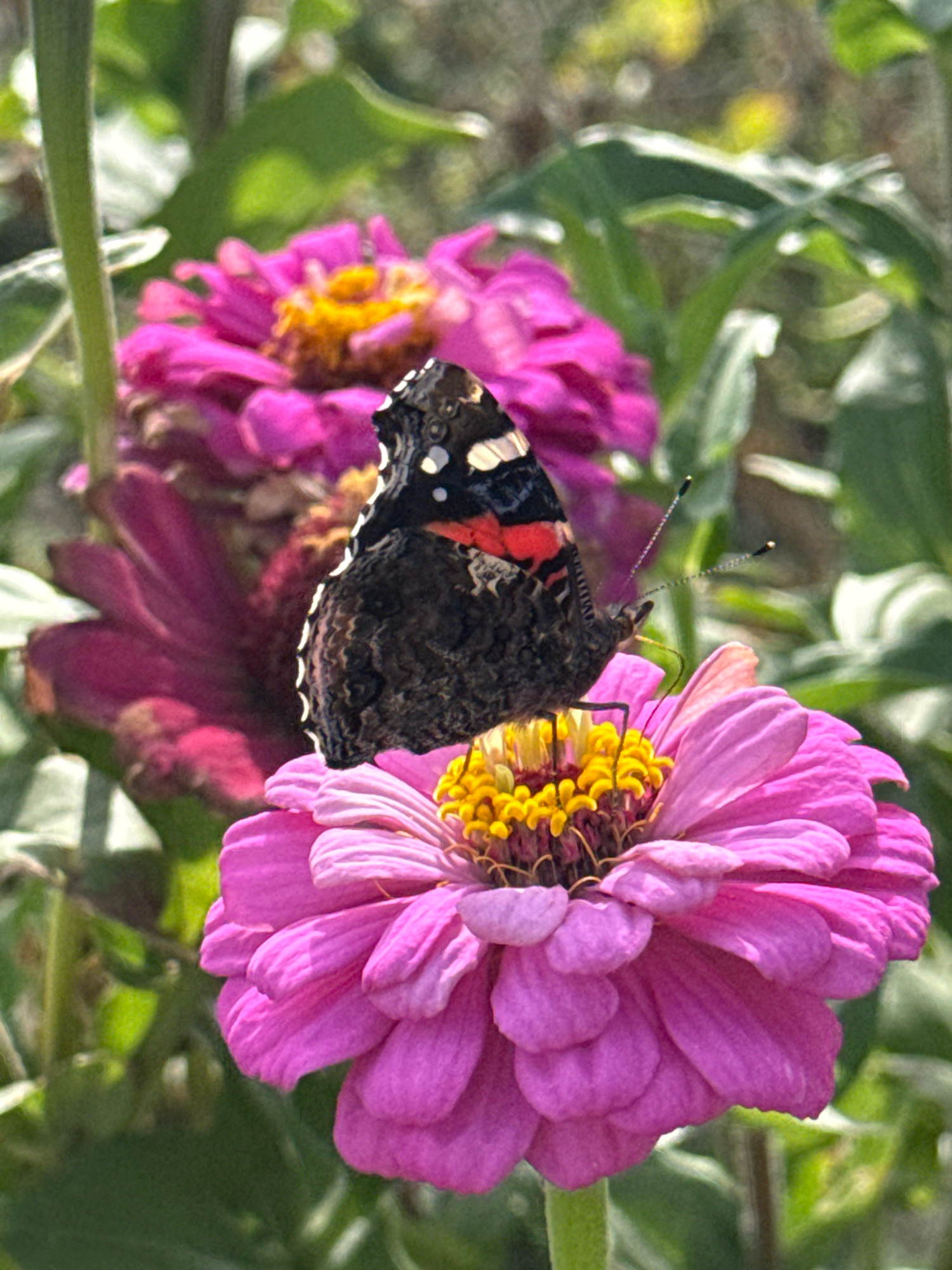 A close-up, eye-level shot captures a Red Admiral butterfly perched on a vibrant pink zinnia flower. The butterfly, facing left with its wings slightly open, displays intricate patterns of black, red, and white. Its delicate antennae are extended. The zinnia, in sharp focus, features numerous pink petals and a bright yellow center. In the background, out of focus, are other pink zinnias and green foliage, suggesting a garden setting. The lighting indicates a sunny day, with soft shadows and highlights. The location is identified as Шідерті кенттік әкімдігі, Kazakhstan.