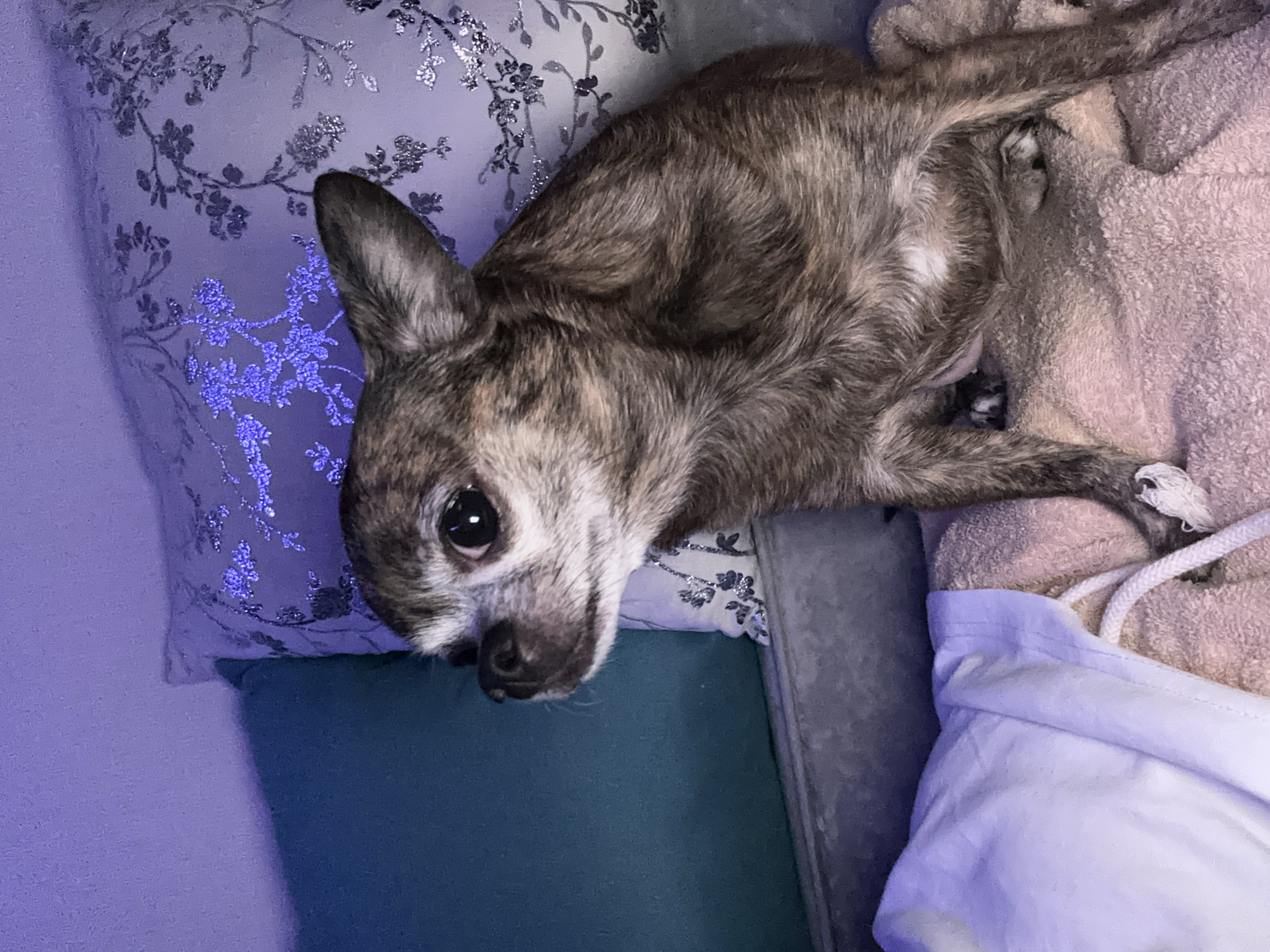 A brindle Chihuahua-like dog lies on a bed. The dog rests on a patterned pillow with a floral design, with a light teal pillow beneath. A light pink blanket and a white garment with a drawstring are also visible in the frame. The location cannot be determined from the image, and there is no indication that it is in the city of Мирный, Russia.
