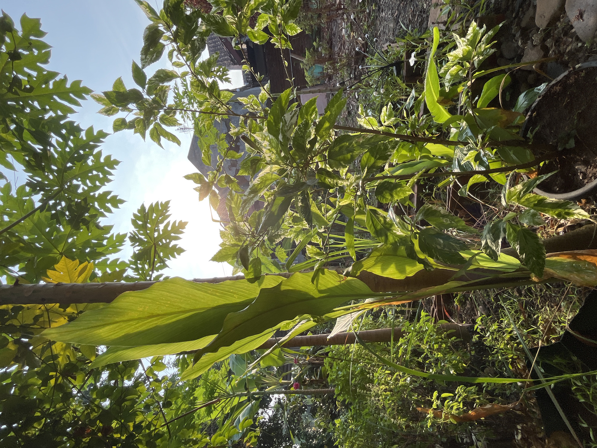 This is an eye-level, medium shot taken outdoors in Karangkebagusan, Indonesia, depicting a sun-drenched garden. The foreground is dominated by lush green foliage, with a large, waxy leaf plant in the center, its leaves illuminated by the sun. To the right, a variegated shrub with white and green leaves is visible, planted in a black pot. In the background, parts of a house with a tiled roof are visible, along with more greenery and a clear blue sky. The sunlight streams through the leaves, creating a dappled effect and highlighting the textures of the plants. The overall impression is one of a vibrant, natural environment bathed in the warm glow of the sun. There are no people or animals present in the image.