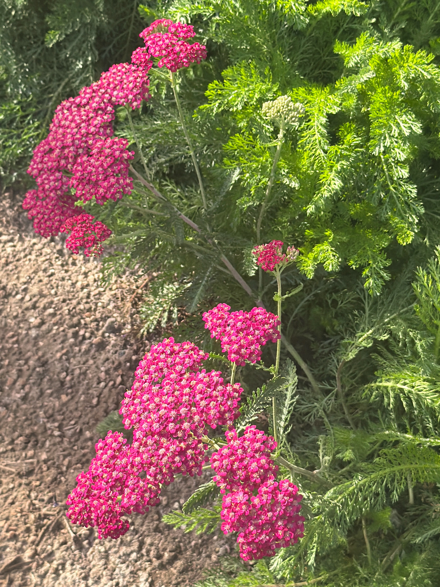 The image shows a close-up view of bright pink yarrow flowers with feathery green foliage. The flowers are clustered together in flat-topped sprays, and some are in bloom while others are still in bud. The background is a mix of green foliage and a textured ground surface that appears to be gravel or decomposed granite. The lighting suggests it is daytime, with sunlight illuminating the scene. No people or man-made structures are visible. The image is a detailed botanical study of the flowering plants, with a focus on the vibrant color of the yarrow.